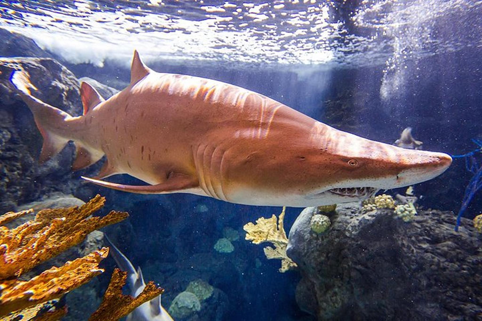 Tampa Zoo and Aquarium Admission - Image 5