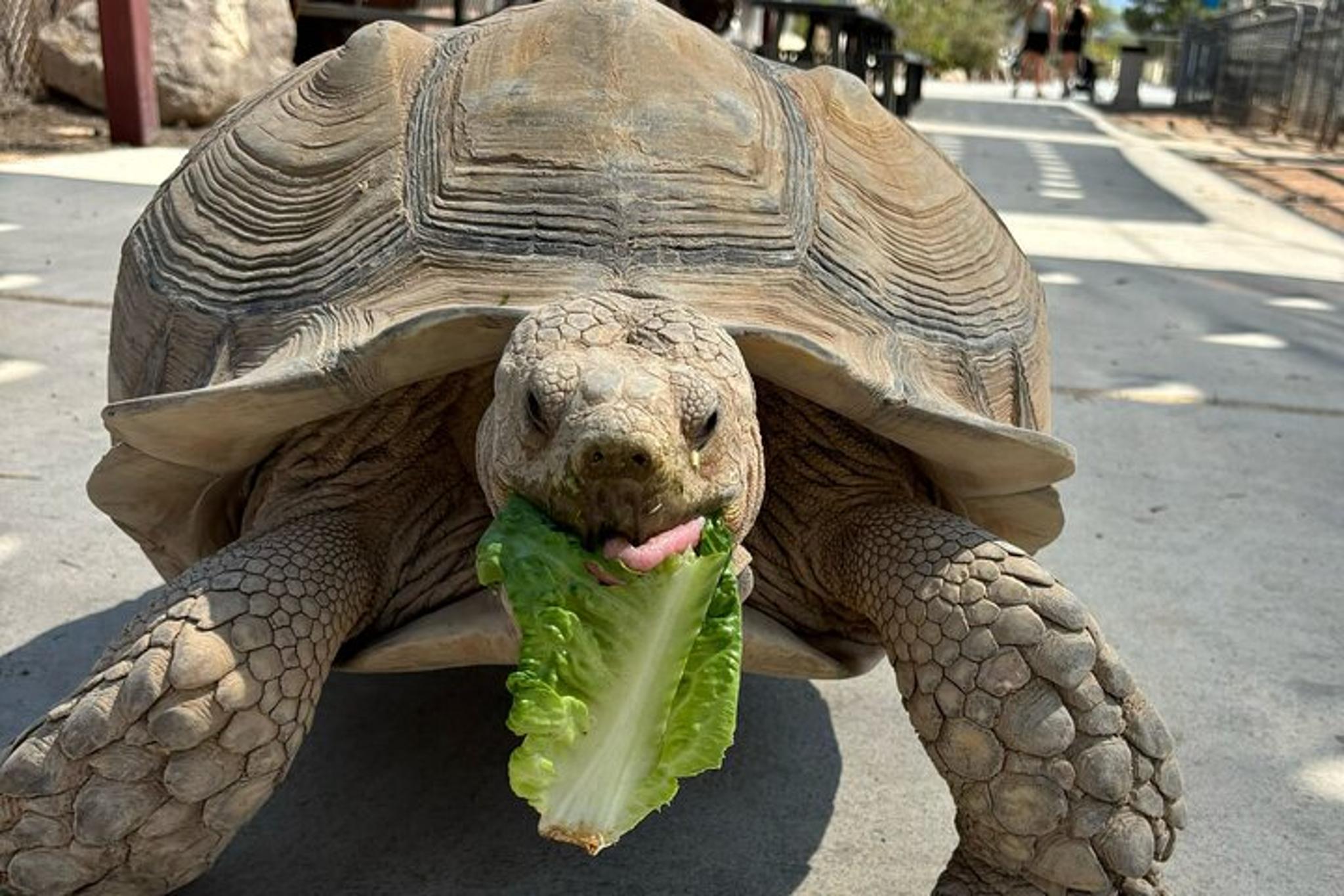 Las Vegas Lion Habitat Ranch Admission - Image 6