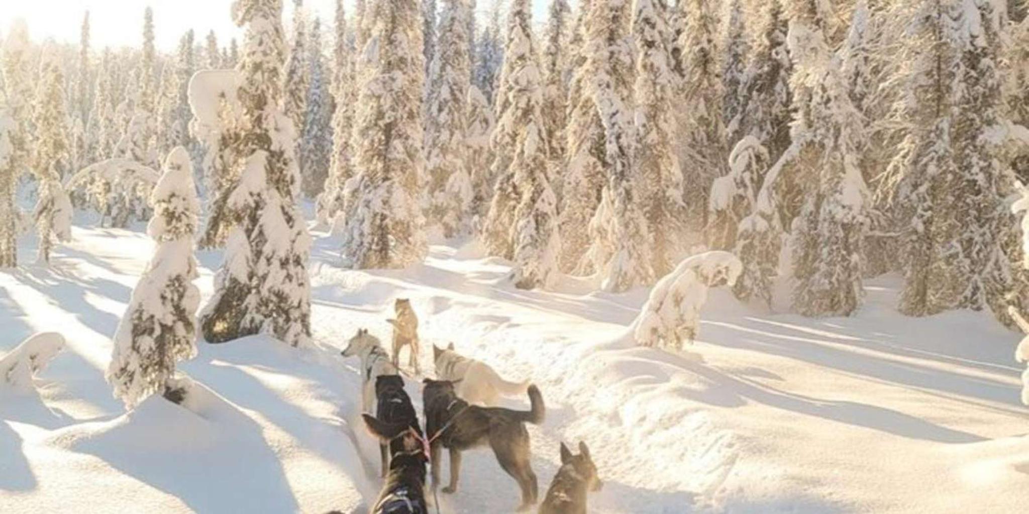 Anchorage Dog Sledding & Animal Adventure - Image 2