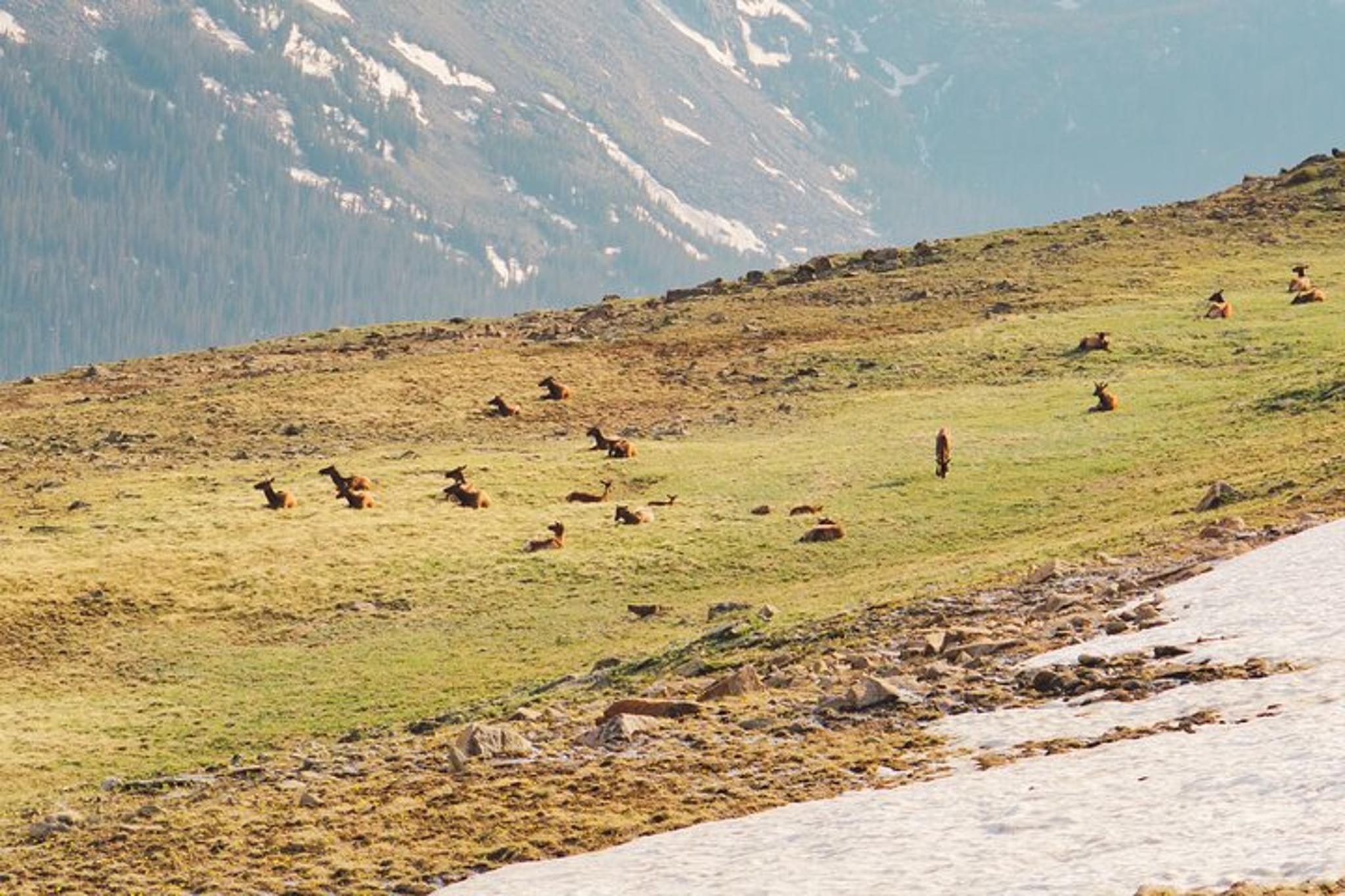 Rocky Mountain National Park Elk Rut Tour - Image 6