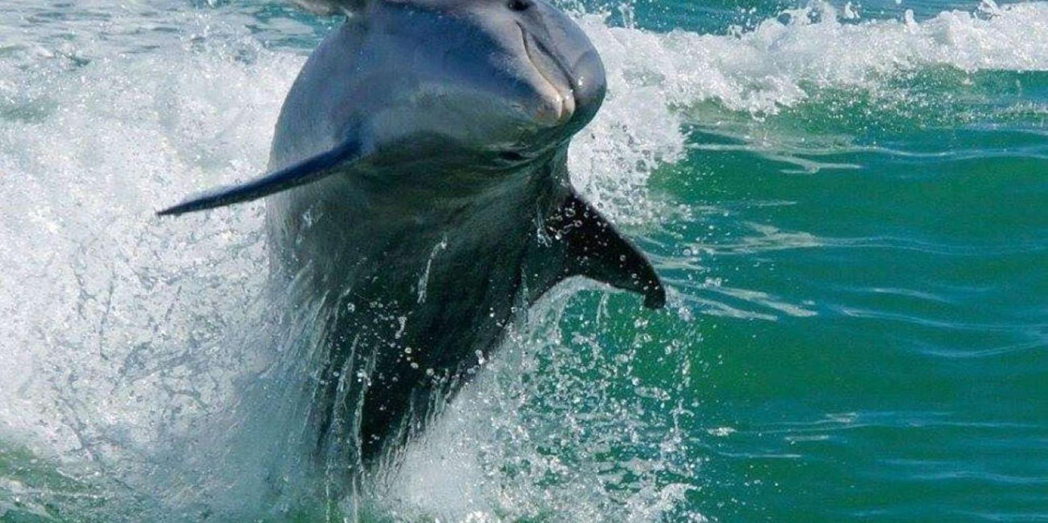 Madeira Beach Egmont Key Snorkeling and Dolphin Cruise 4 hr