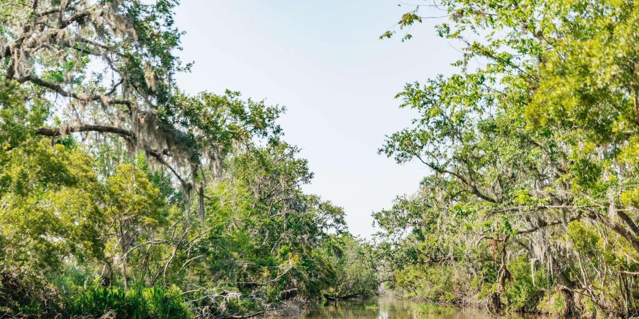 New Orleans Airboat Swamp Tour - Image 6