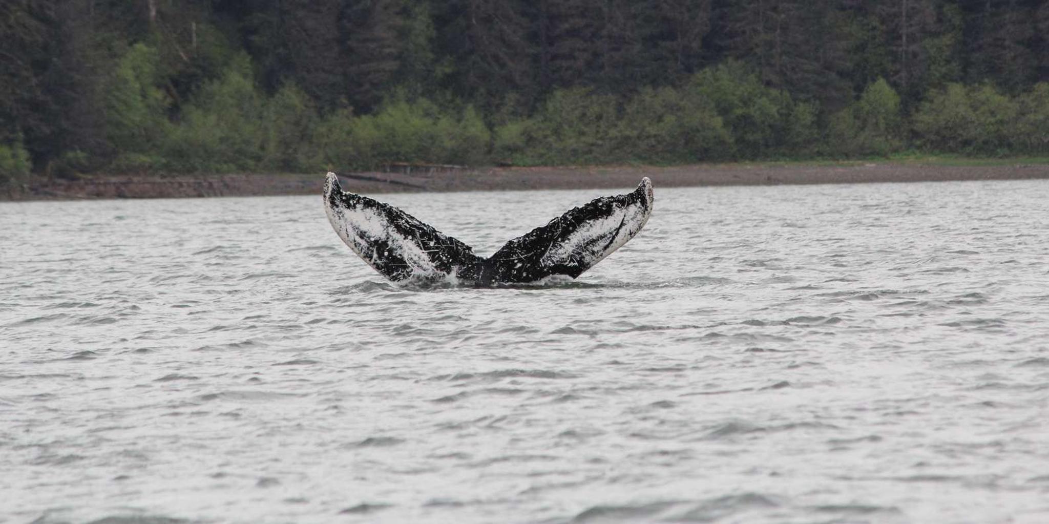 Hoonah Whale Watching and Fishing Tour