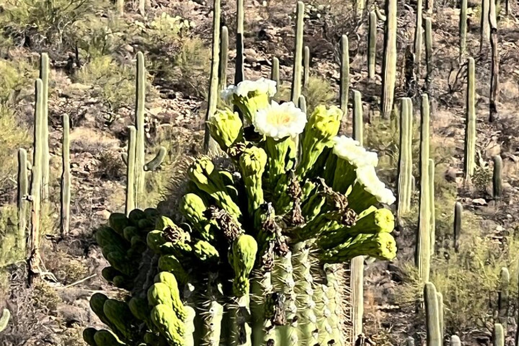 Tucson Sonoran Desert Guided Hike - Image 5
