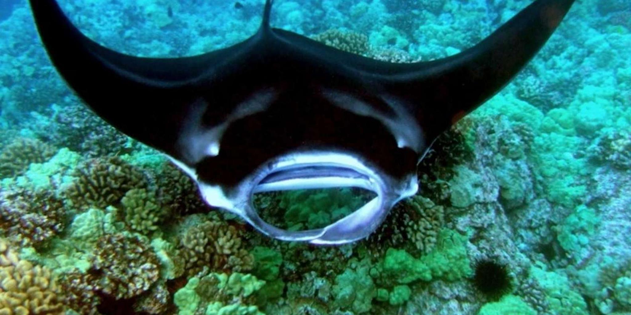 Kailua-Kona Manta Ray Night Snorkel Tour - Image 3