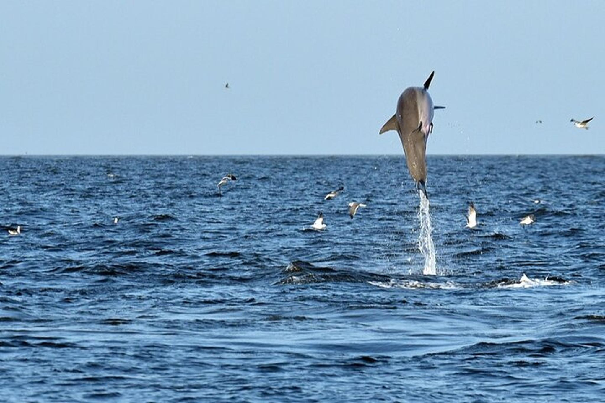 Jekyll Island Dolphin Tour - Image 4