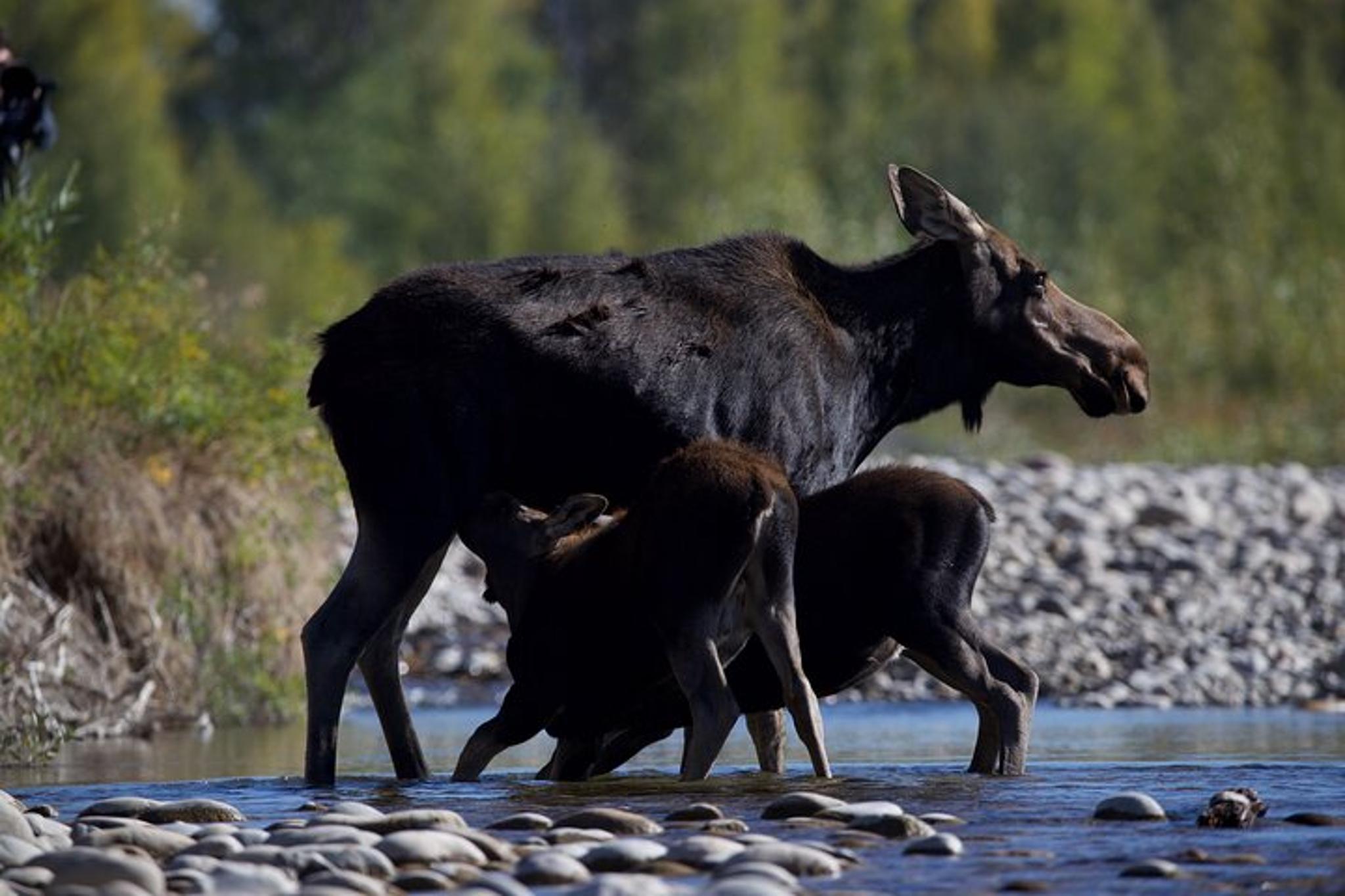 Rocky Mountain National Park Wildlife Tour - Image 3