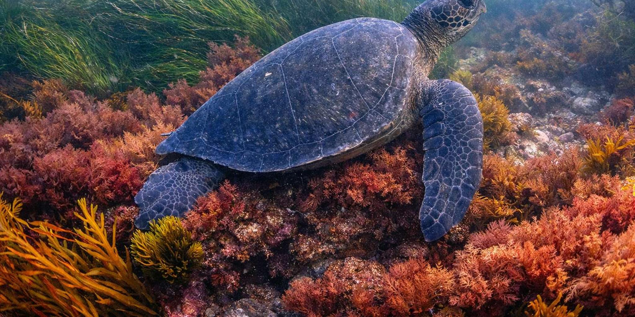 La Jolla Snorkel Gear Rental Full-Day - Image 4