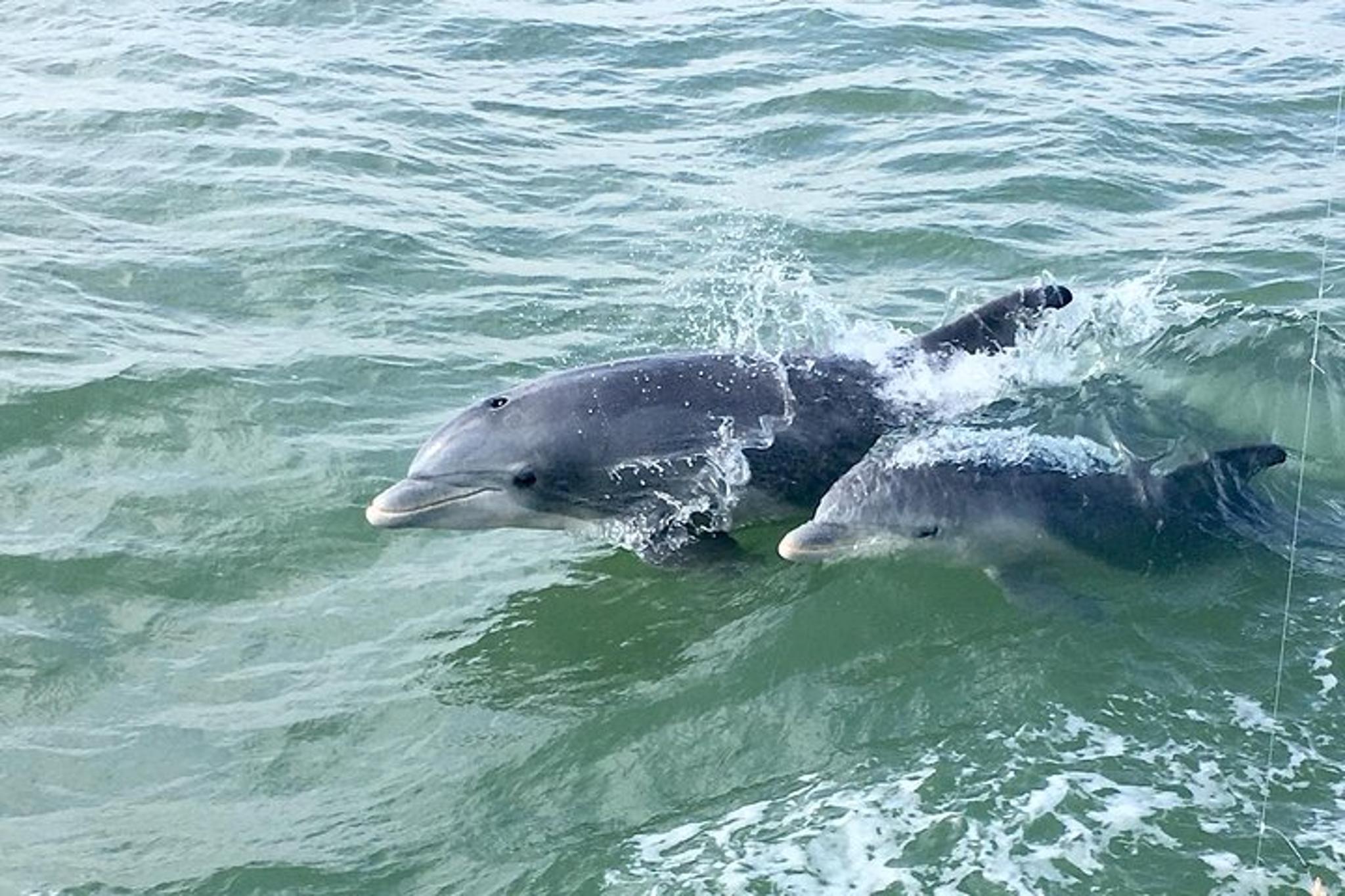 South Padre Island Historical Wildlife and Dolphin Cruise - Image 3