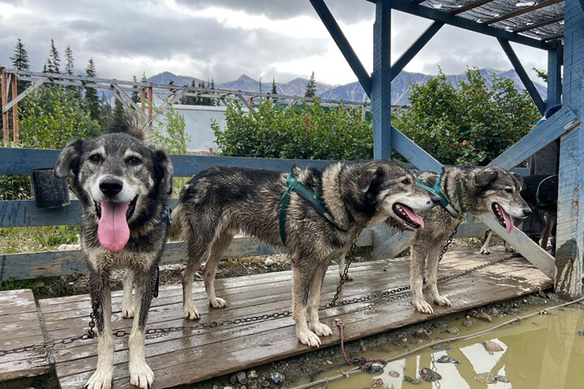 Skagway Dog Mushing and Yukon Experience - Image 2