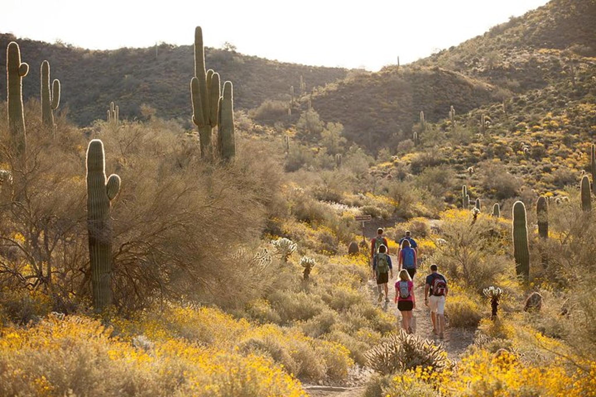 Scottsdale Sonoran Desert Guided Hike 2 hr - Image 5