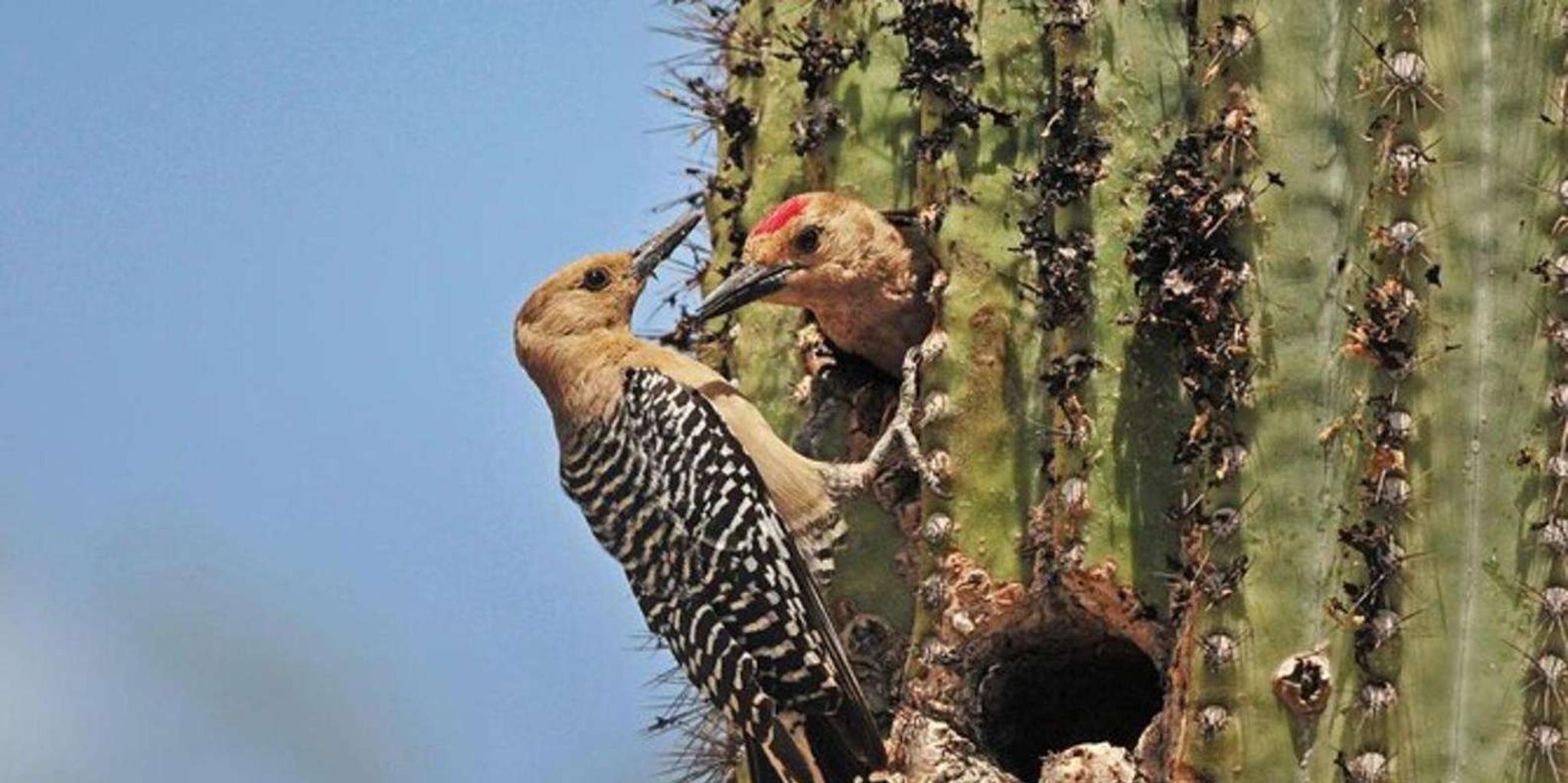 Tucson Sabino Canyon Adventure Game 2 hr - Image 4