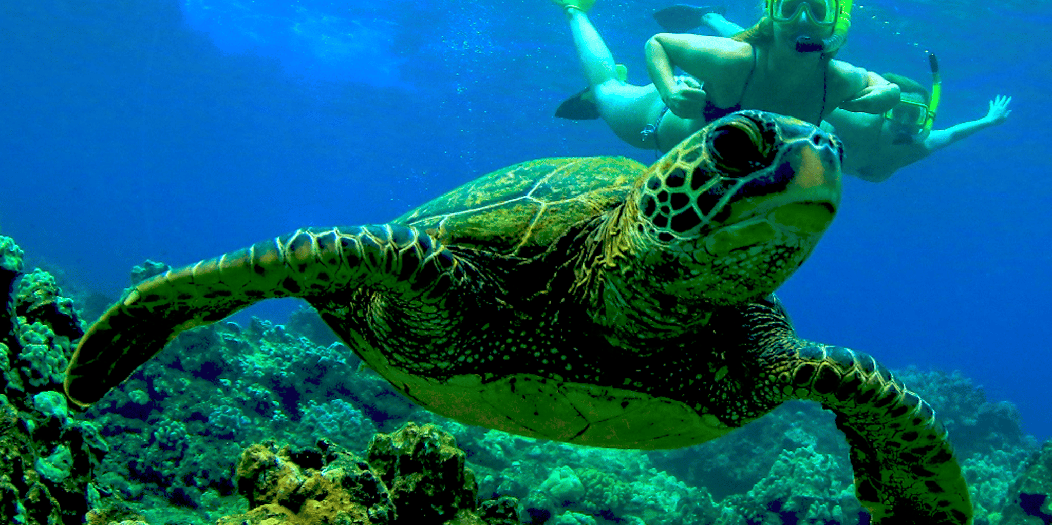 Maui Kaanapali Beach Snorkel Tour with BBQ Lunch - Image 4
