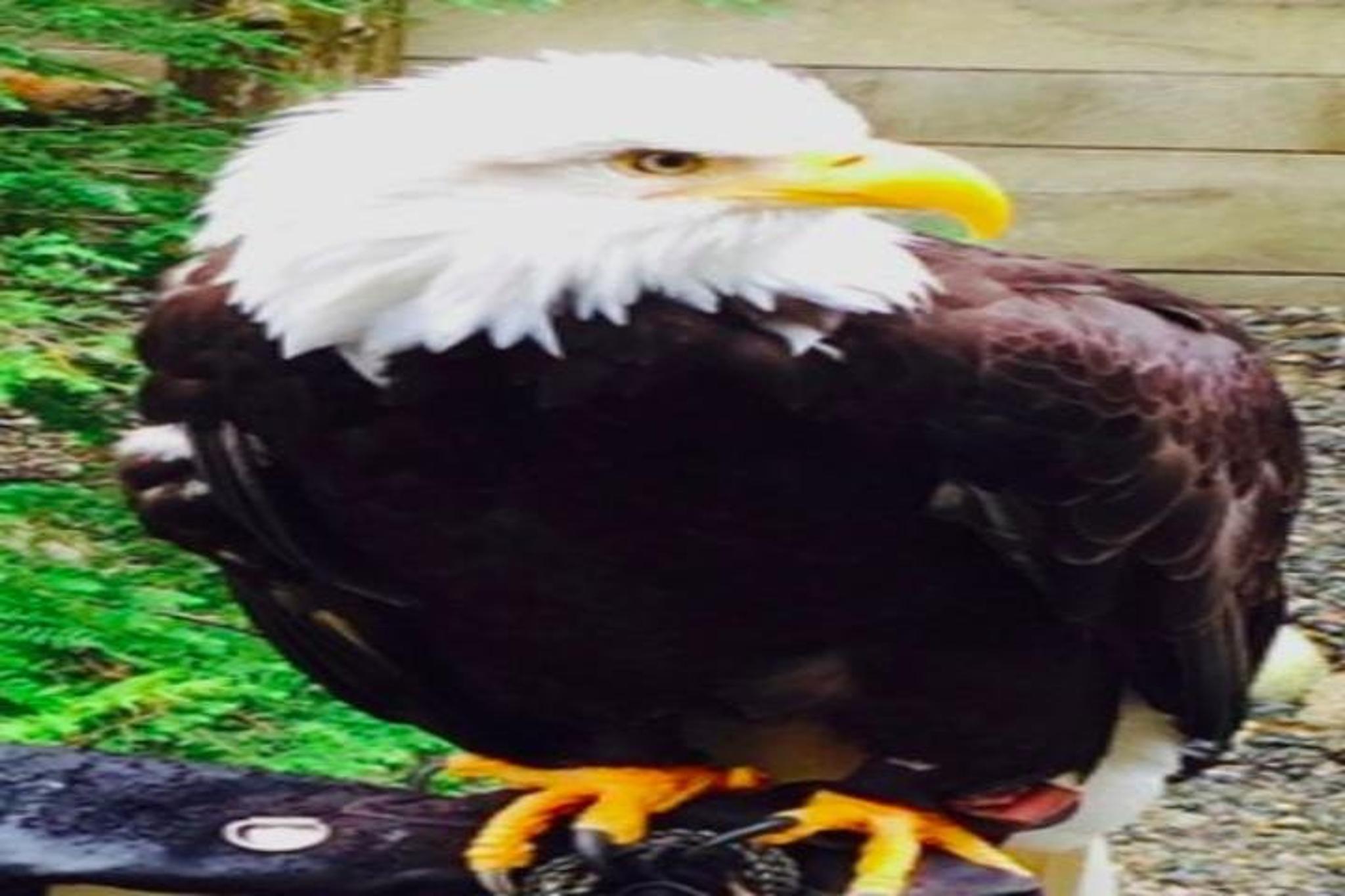 Ketchikan Eagle Sanctuary and Rainforest Wildlife Center - Image 3