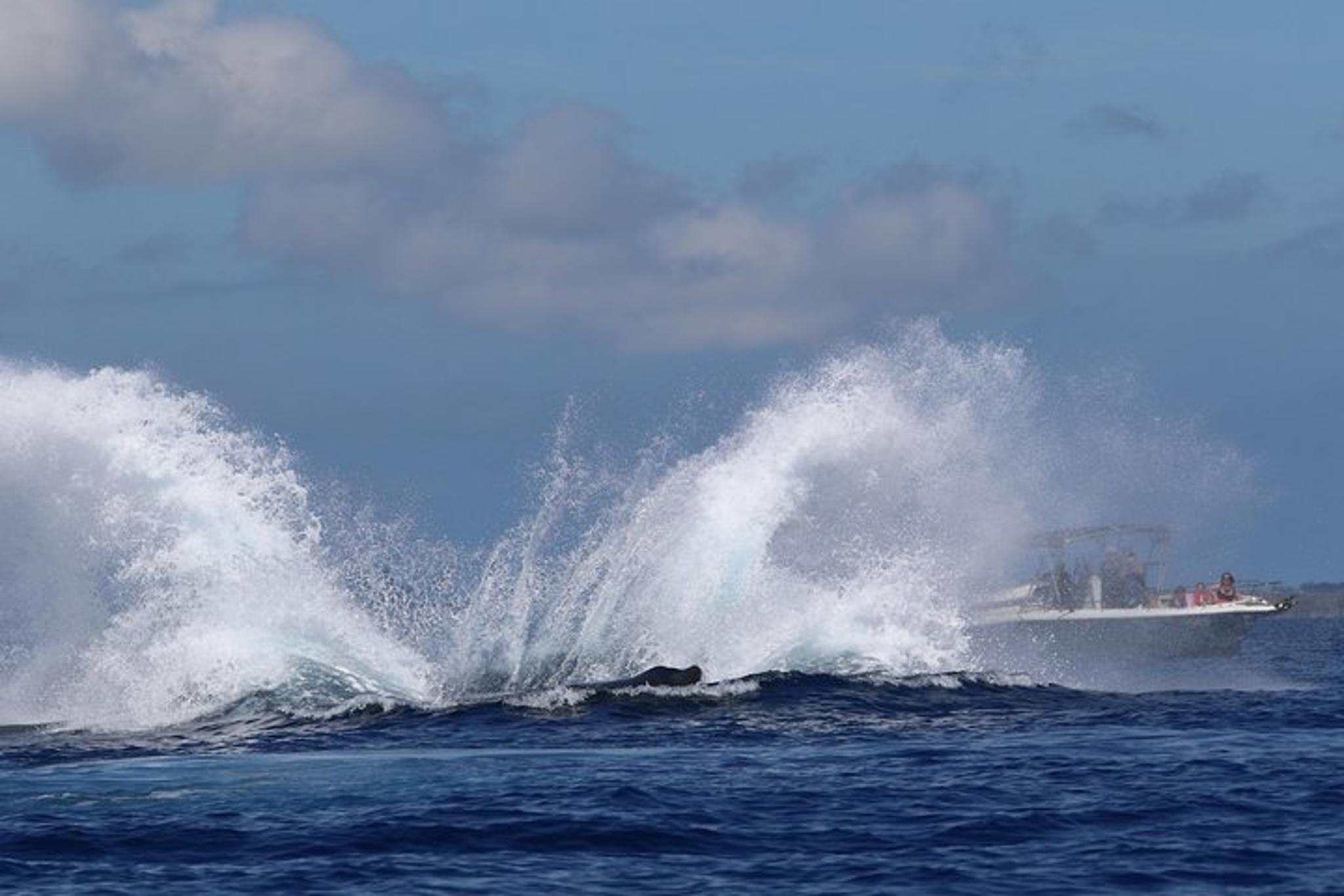 Maui Whale Watching Tour 1.5 hr - Image 6