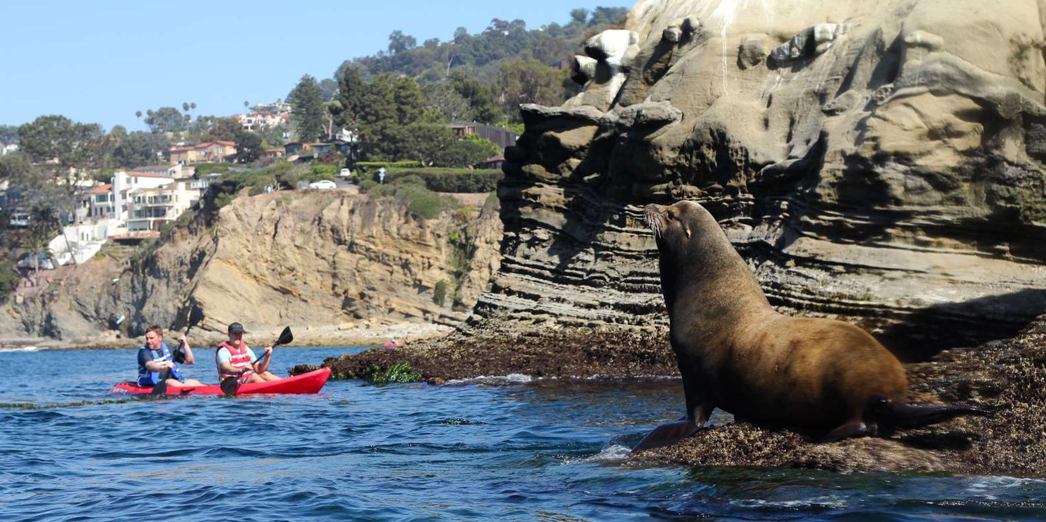 La Jolla Kayak Tour of the 7 Caves - Image 3
