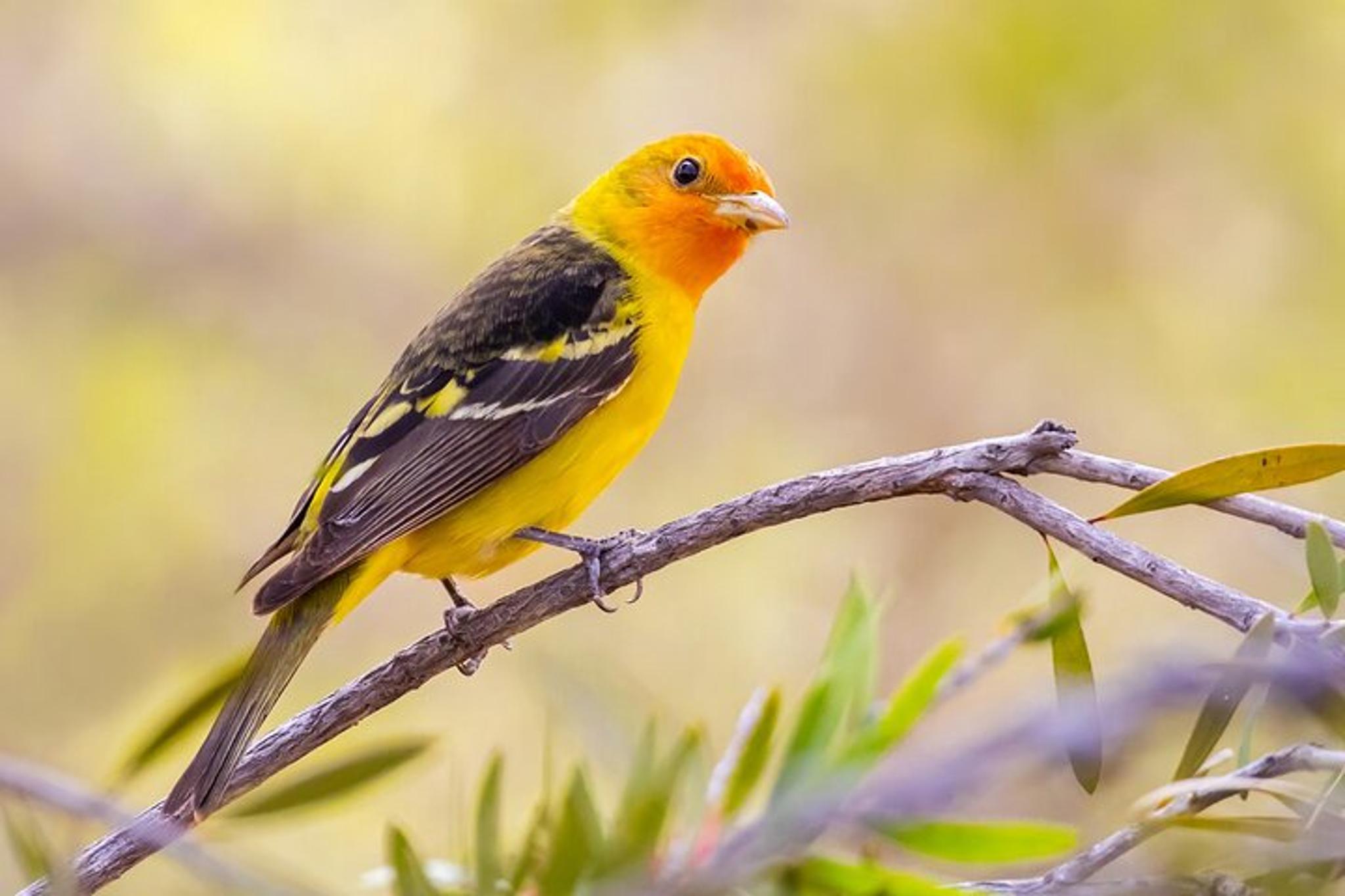 Irvine Birding Photography Tour Full Day - Image 1