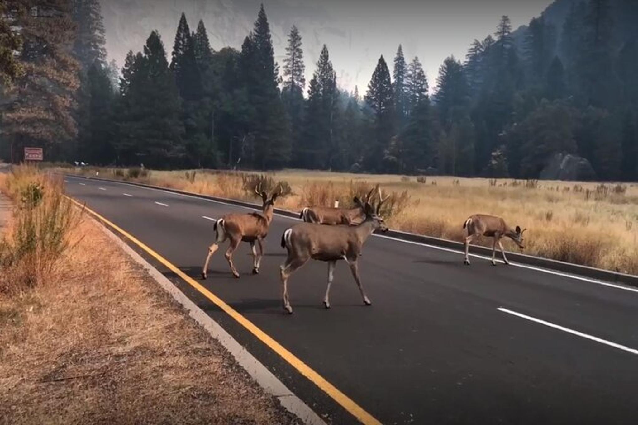 San Francisco Yosemite and Kings Canyon 2 Day Tour - Image 3