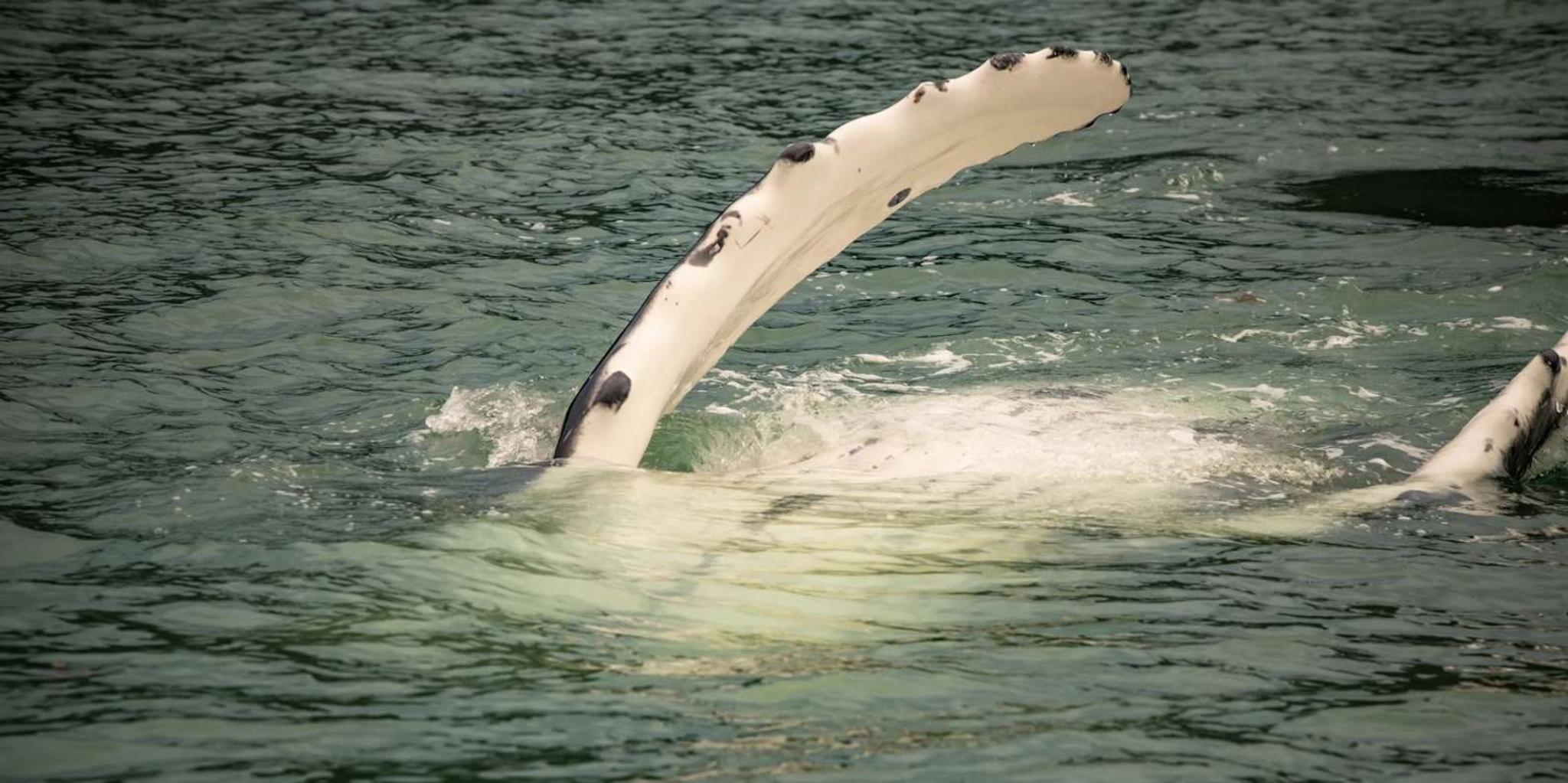 Juneau Mendenhall Glacier and Whale Watching Tour - Image 3