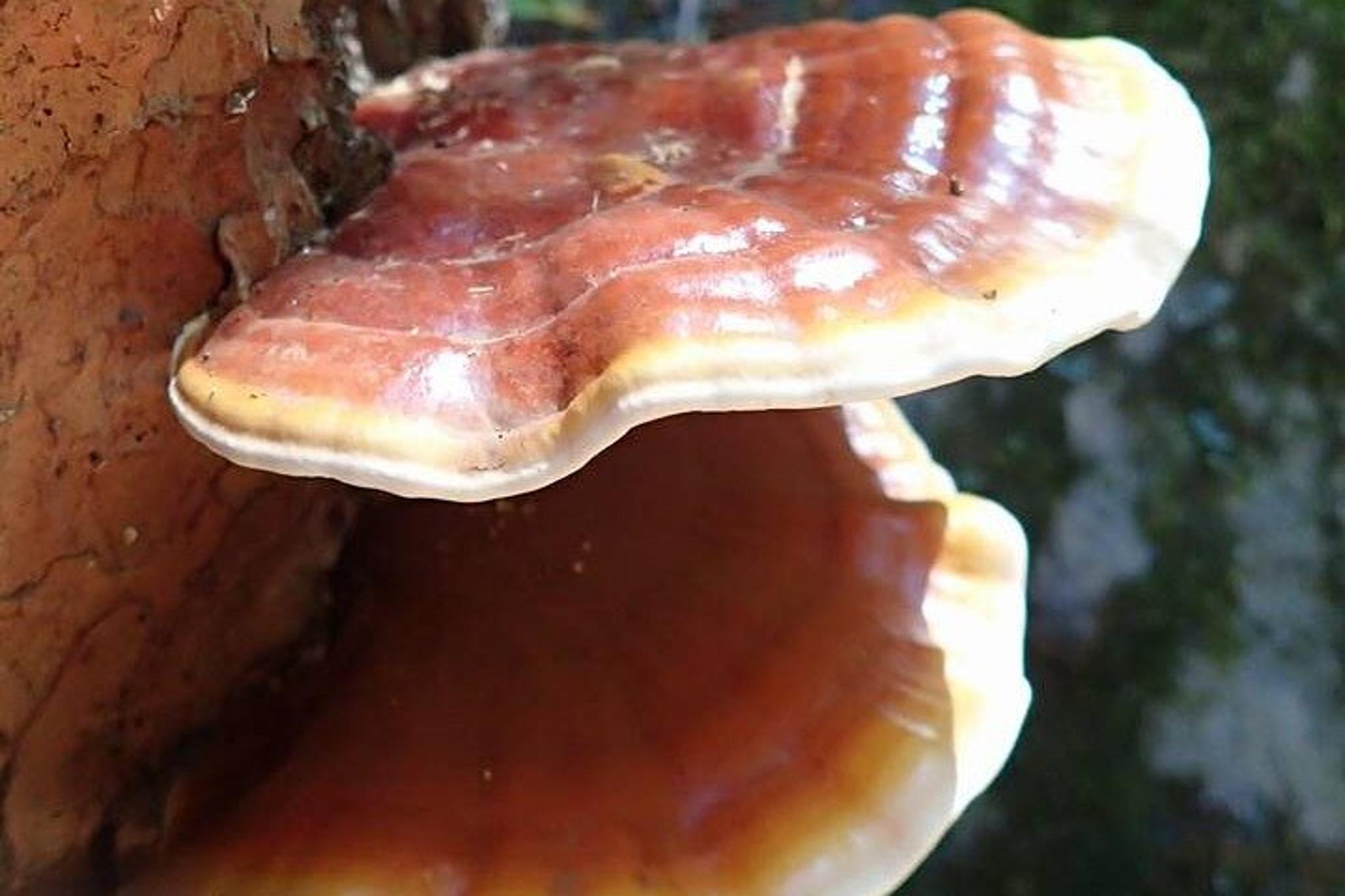 Sedona Cathedral Rock Hike With Private Guide - Image 6