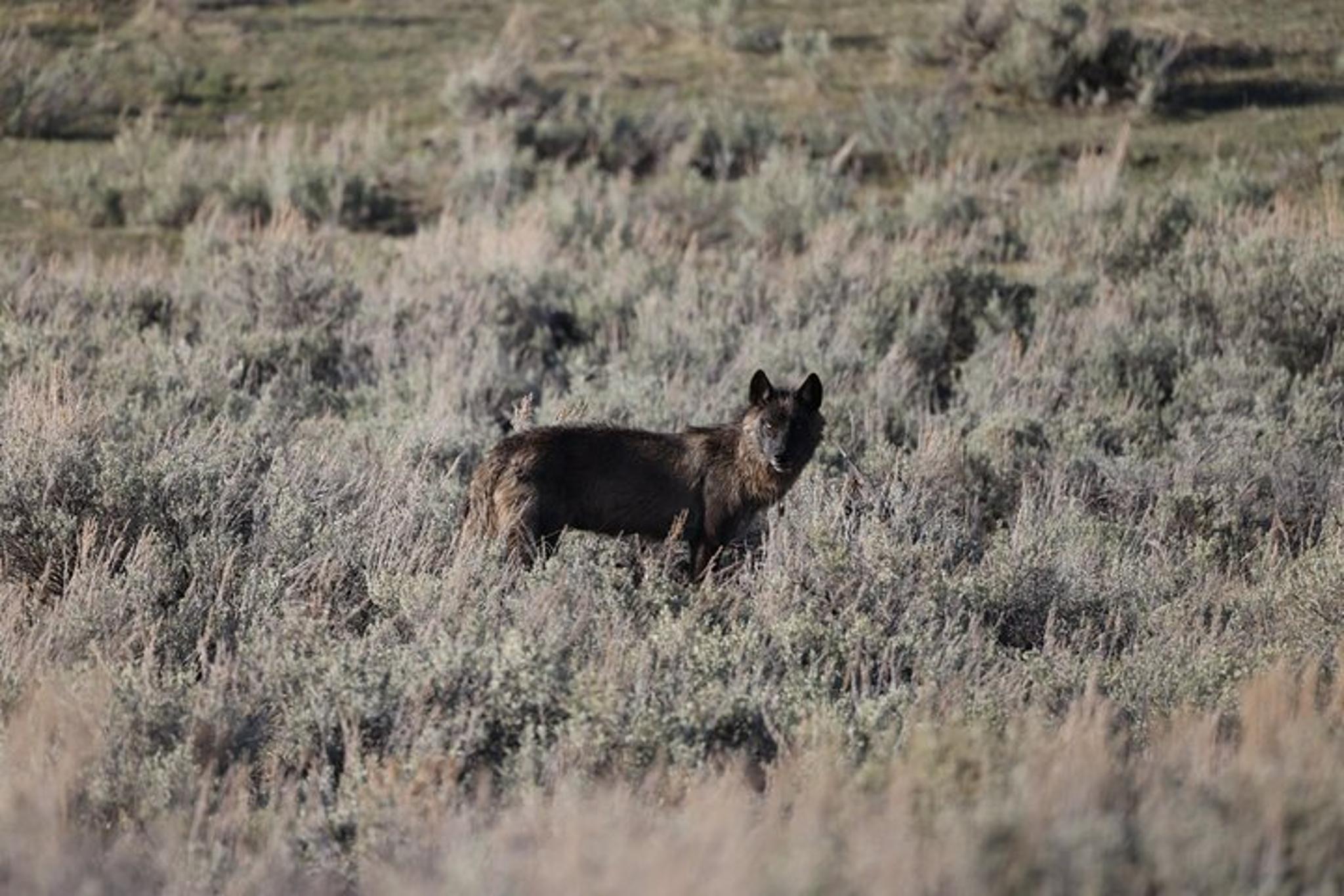 Yellowstone Upper Loop Wildlife Adventure - Image 6