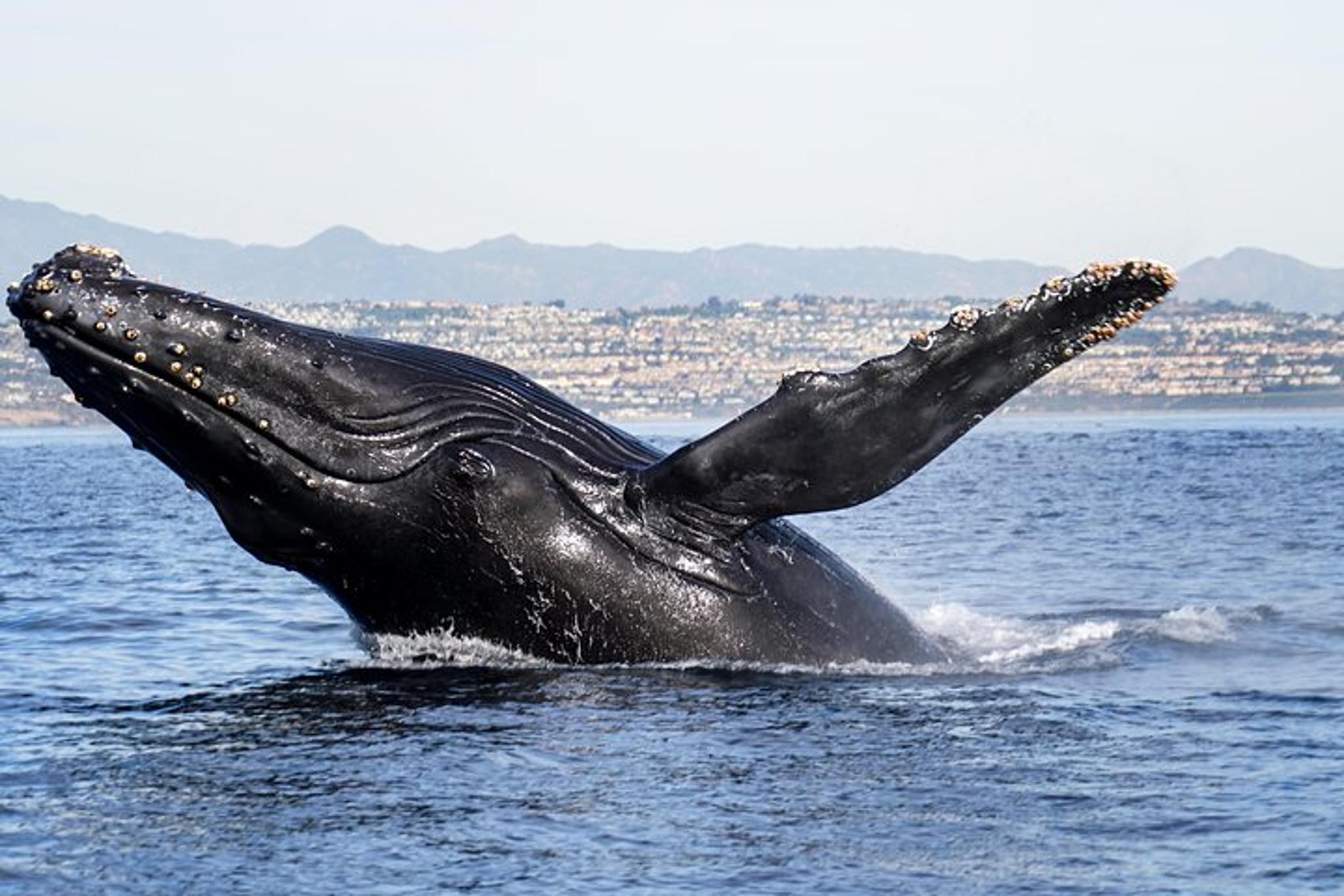 Newport Beach Whale and Dolphin Watching 2 hr - Image 4