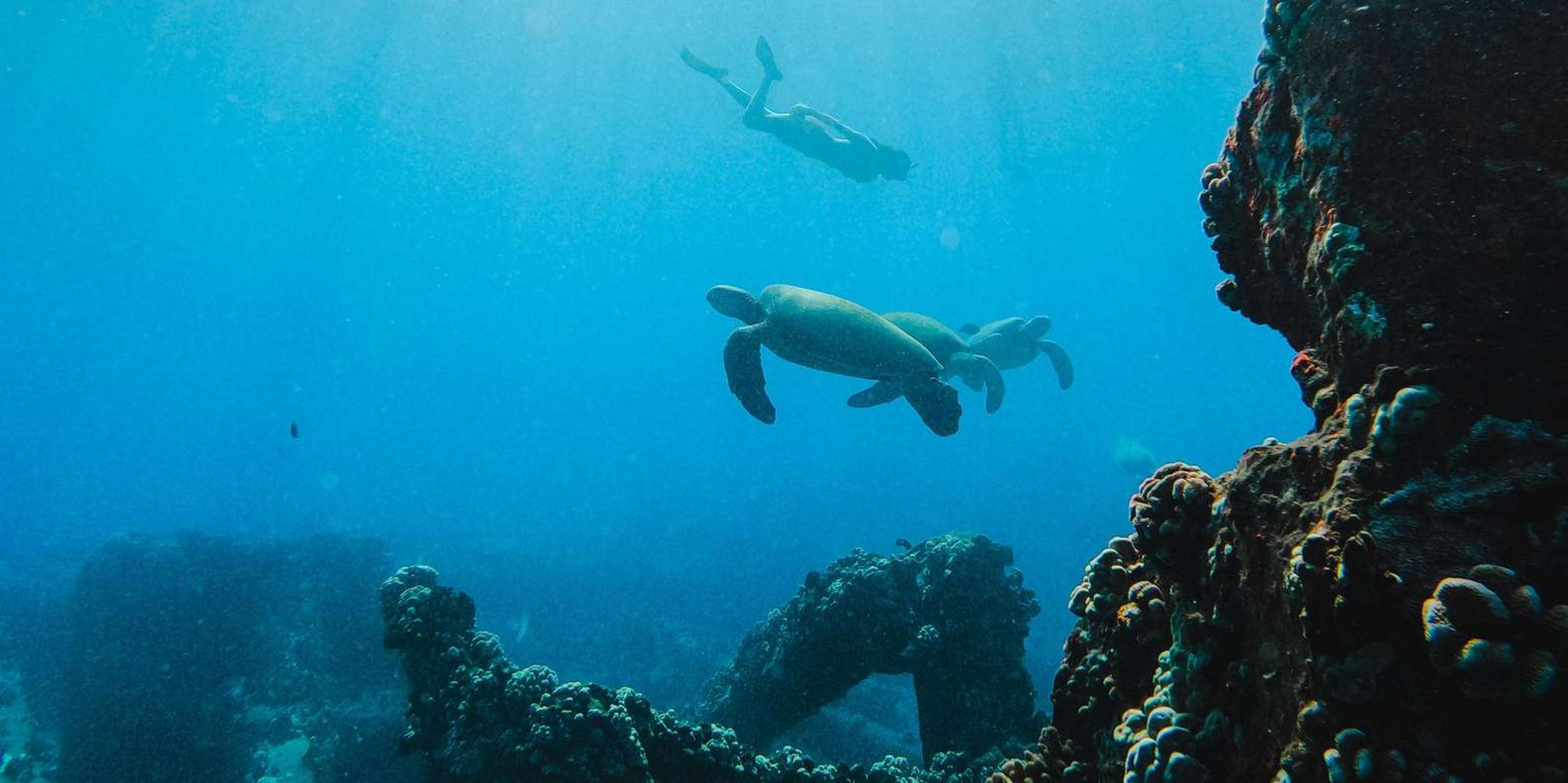 Lahaina Snorkel and Sail to Lāna'i Coast 5 hr - Image 5