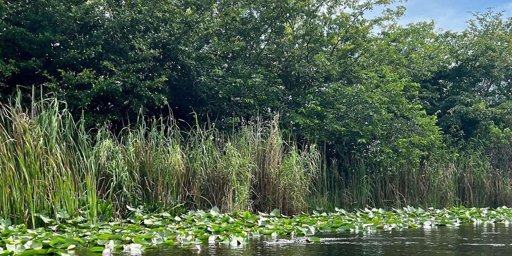 Miami Everglades Airboat Tour with Transportation - Image 4