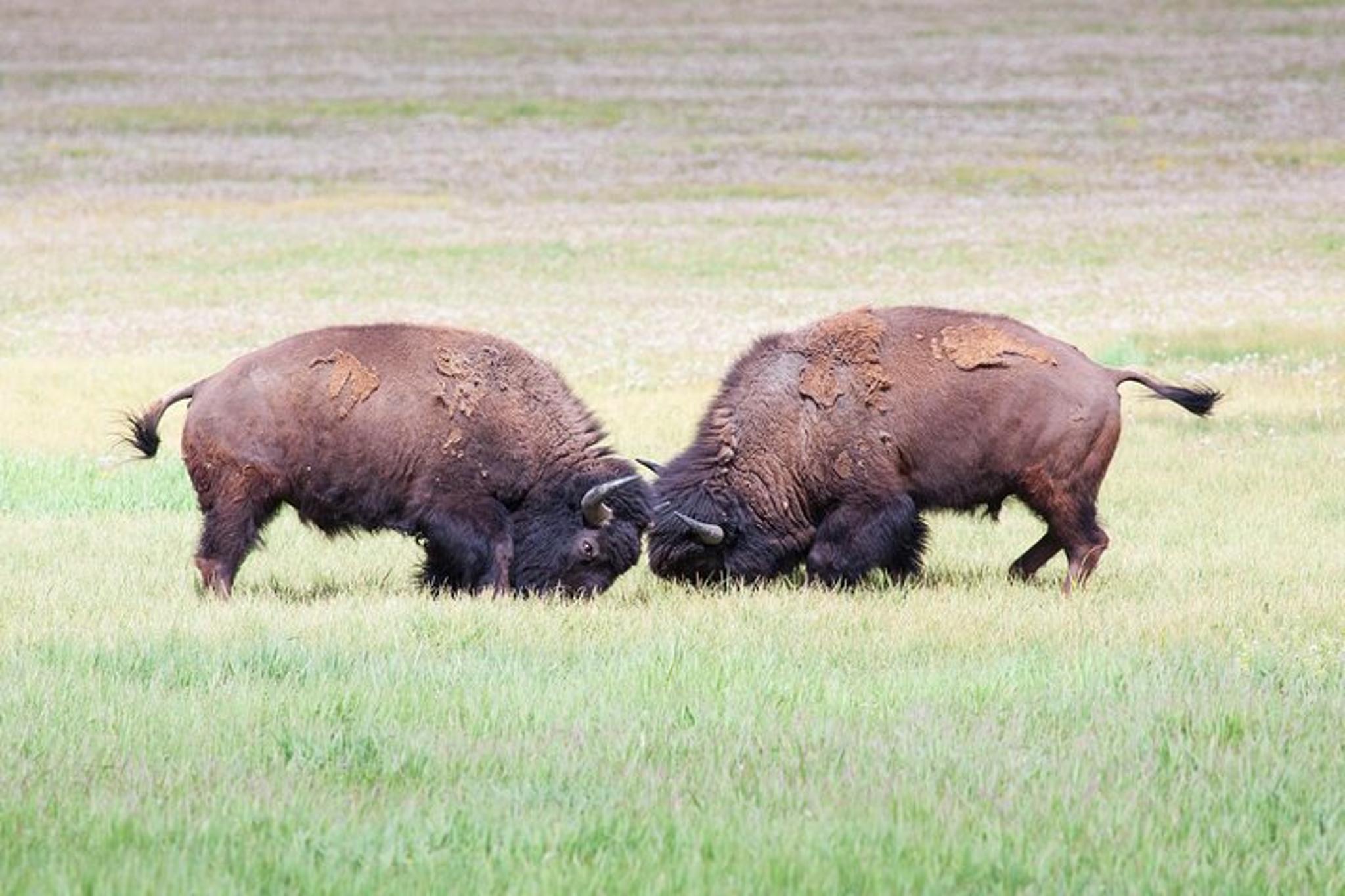 Bozeman Yellowstone Wildlife Safari - Image 4