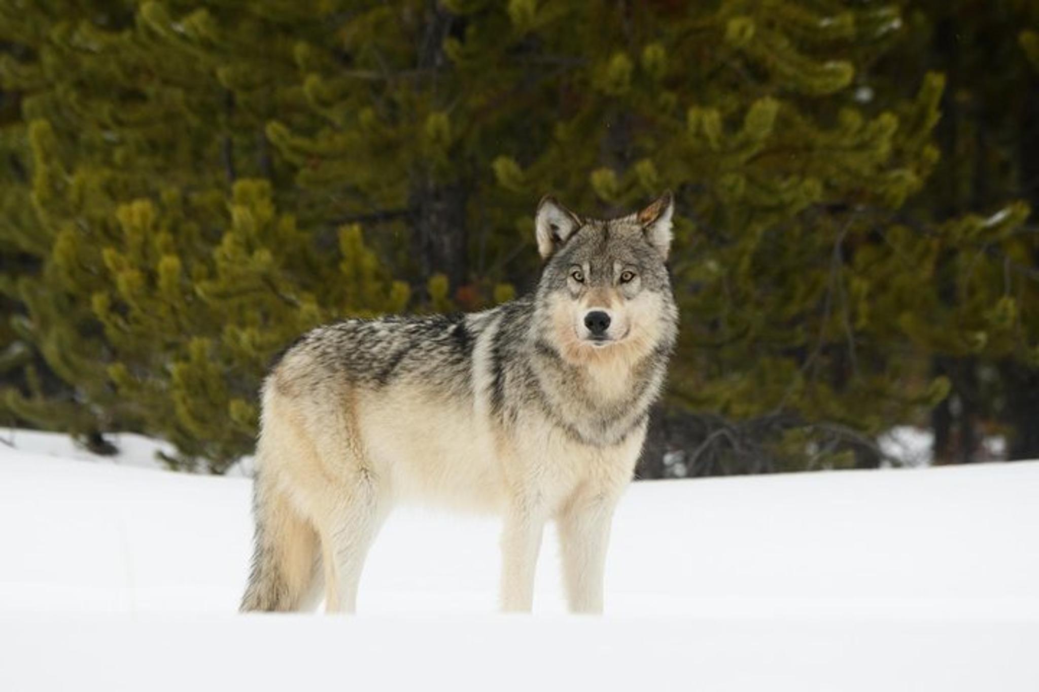 Yellowstone Wildlife Sightseeing Tour - Image 3
