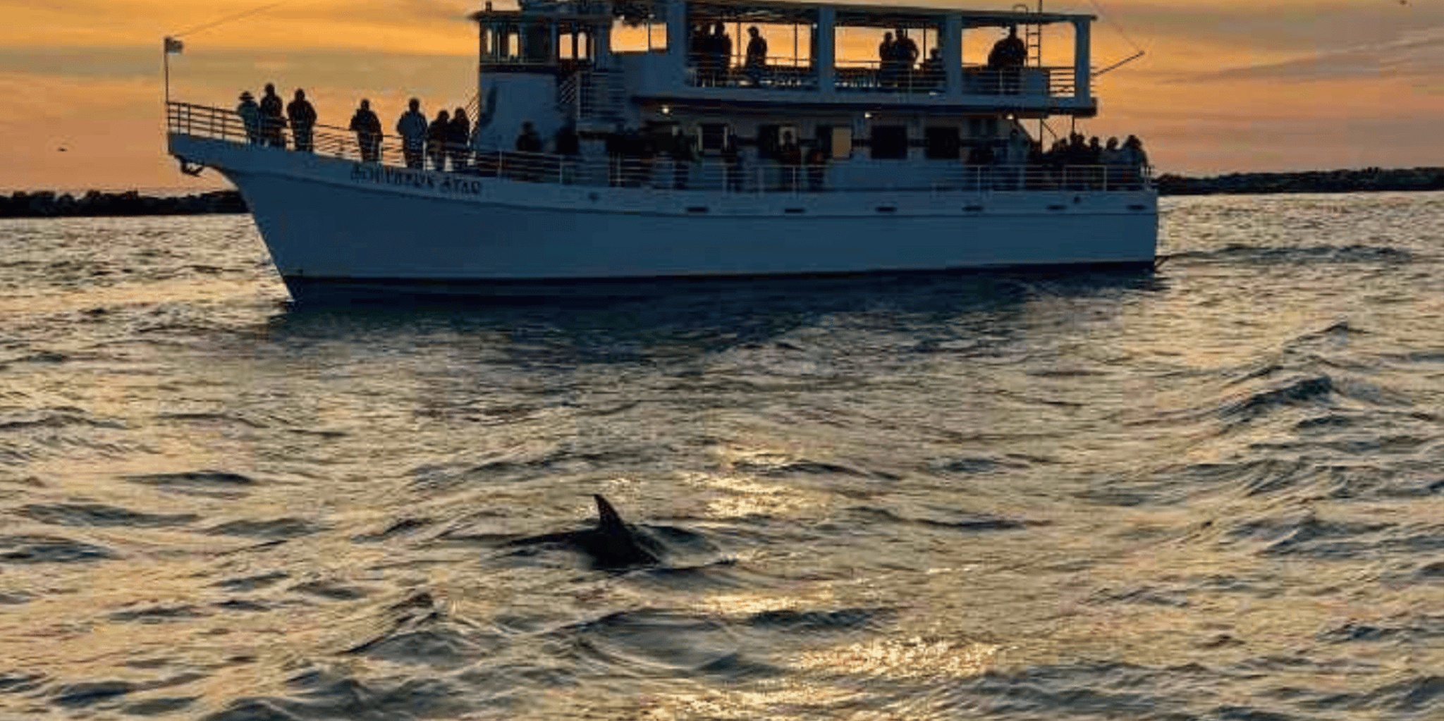 Destin Dolphin Cruise at Sunset - Image 5