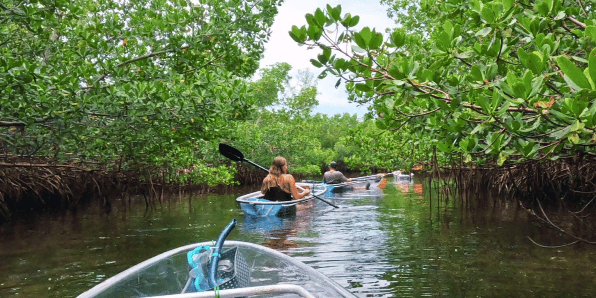 Sarasota Clear Kayak Mangrove Tunnel Tour - Image 2