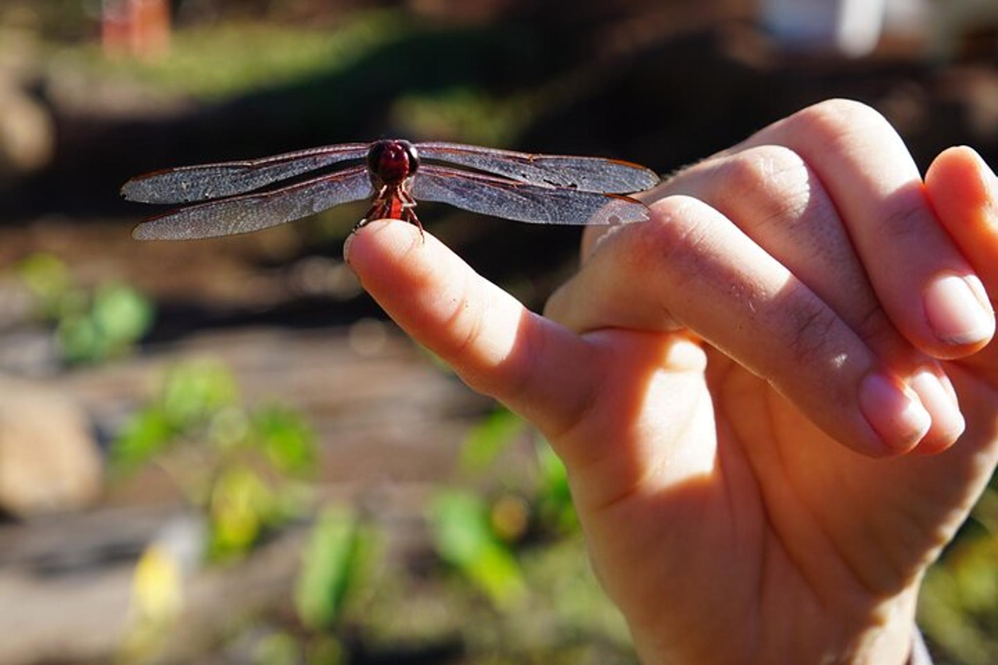 Maui Native Reforestation and Agriculture Tour - Image 6