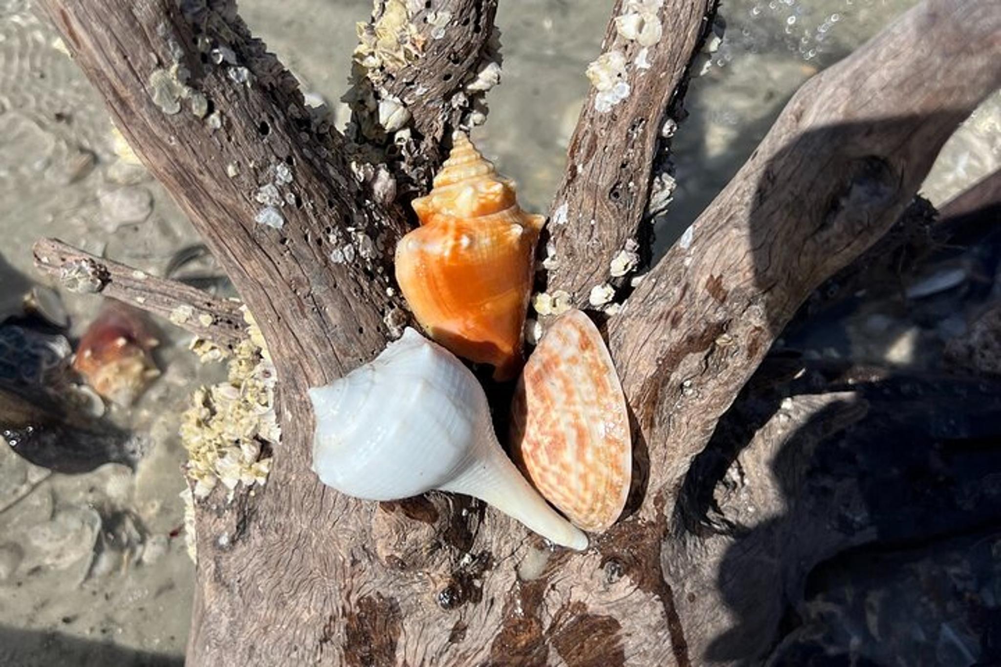Marco Island Shelling Adventure 4 Hours - Image 3