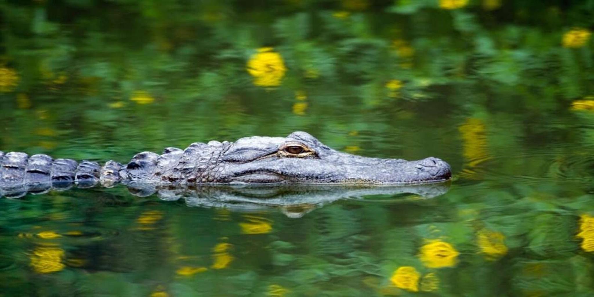 Fort Lauderdale Everglades Airboat Tour