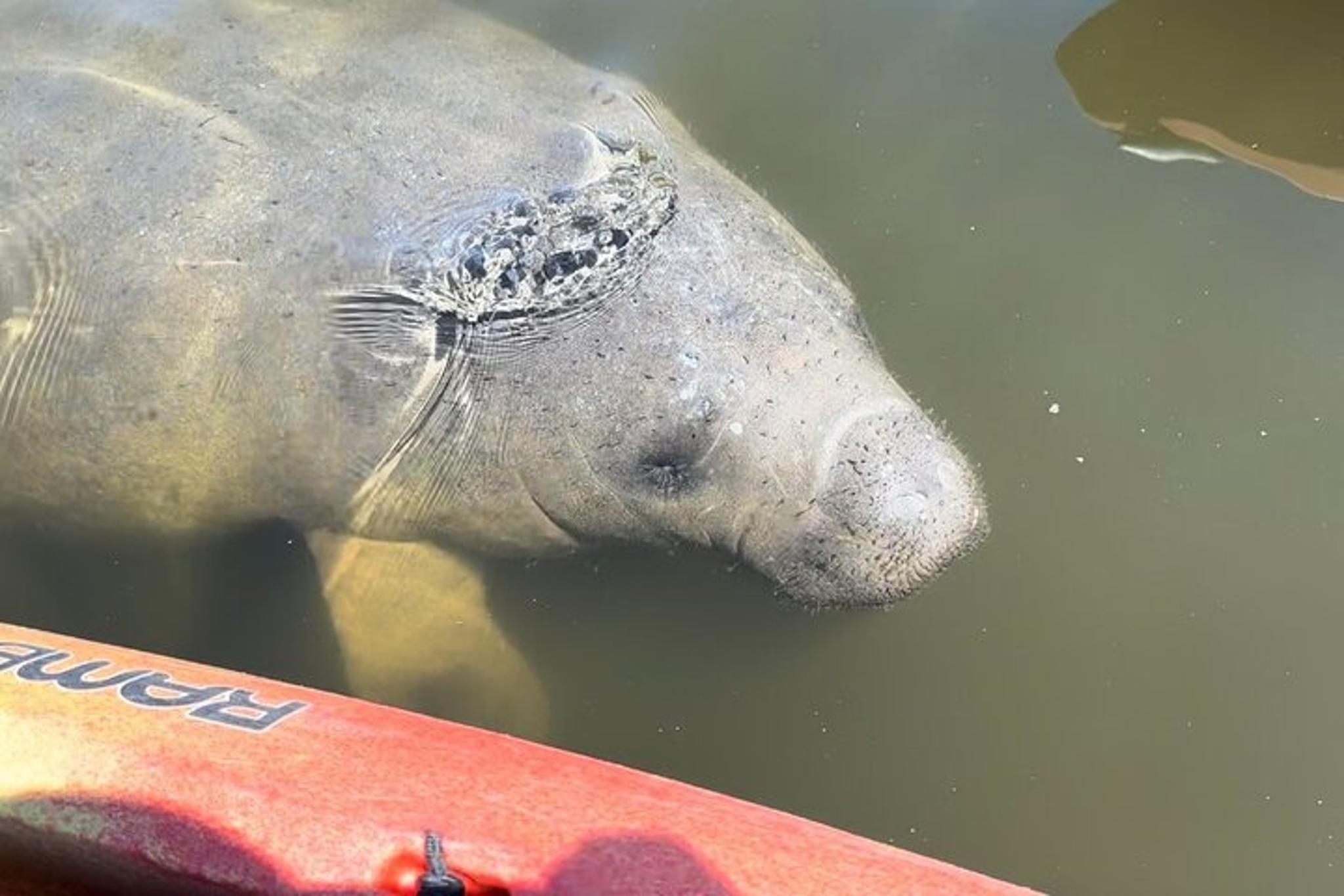 Anna Maria Island Manatee Kayak Tour 2 hr - Image 4