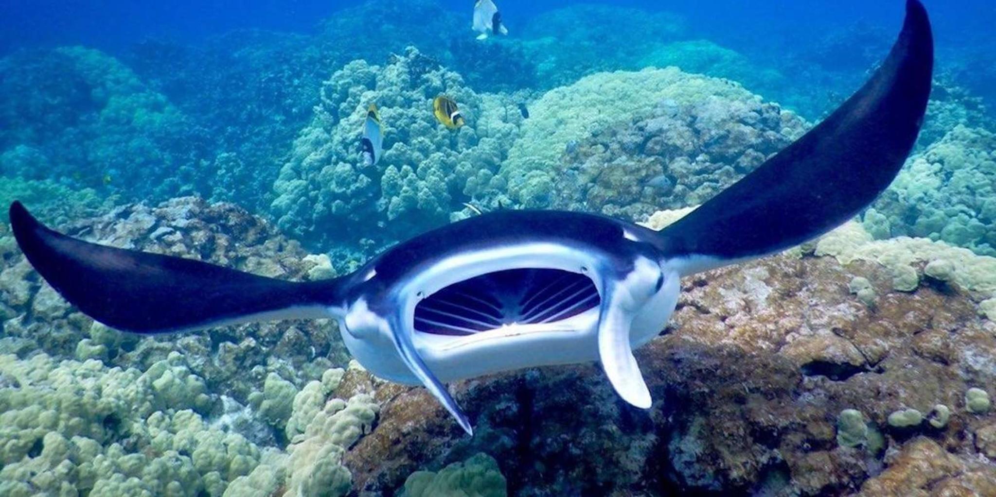 Kailua-Kona Manta Ray Snorkeling Adventure - Image 4