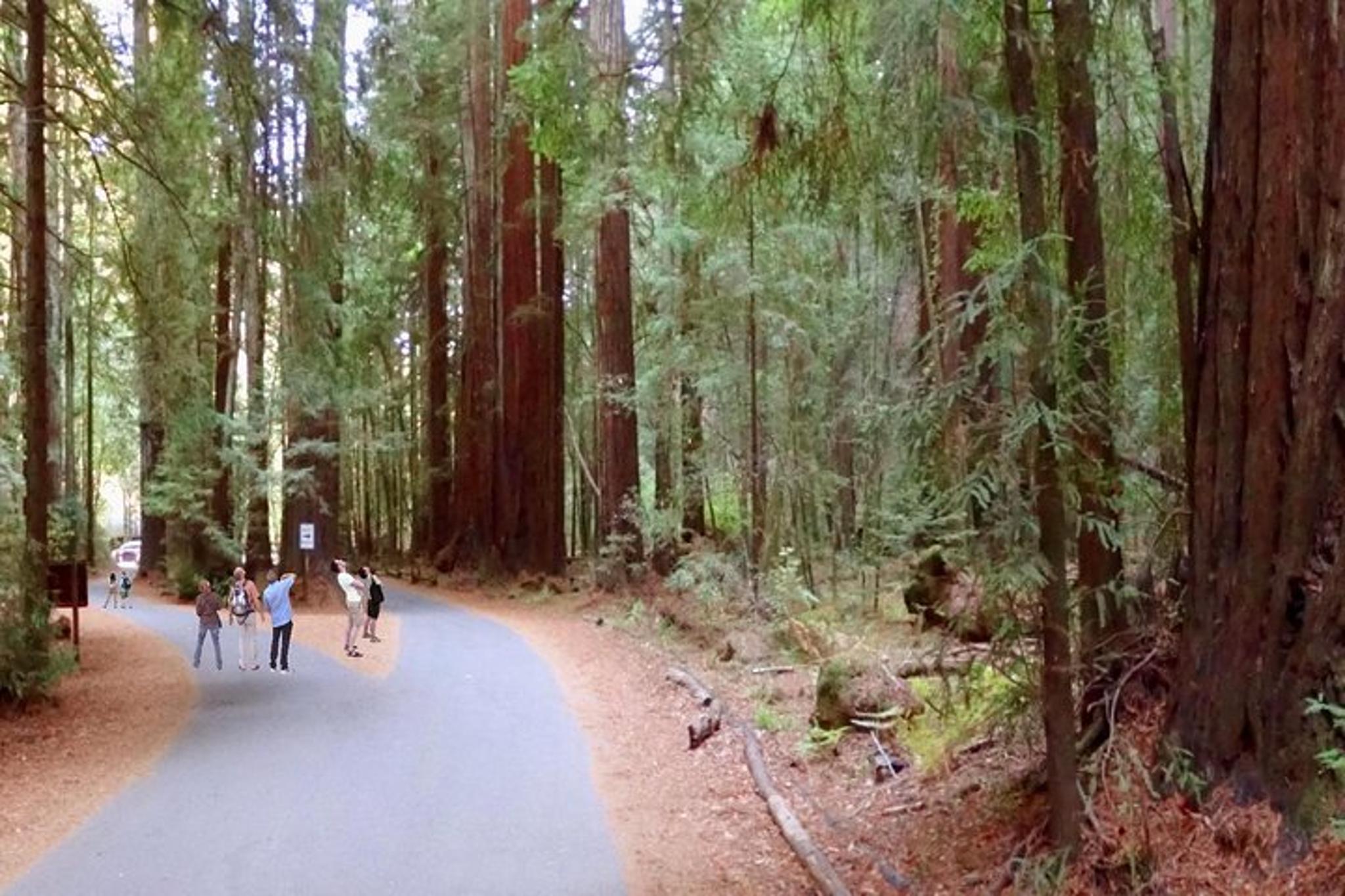 Russian River Valley & Giant Redwoods Private Tour - Image 4