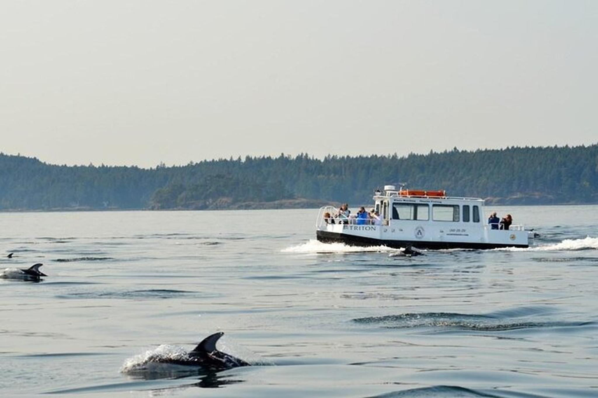 Orcas Island Whale Watching Tour - Image 6