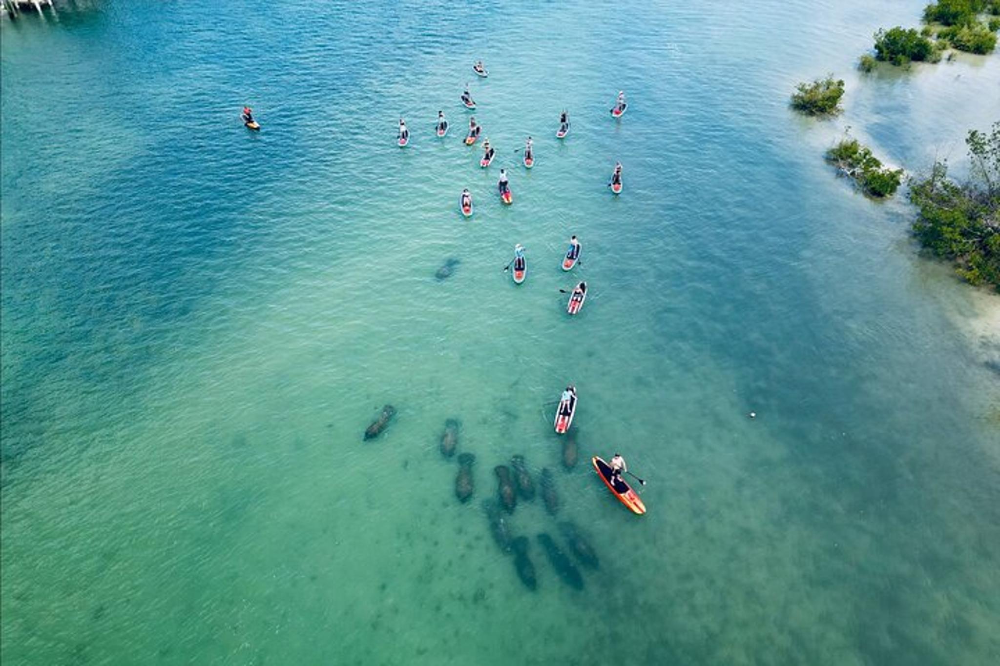 Bonita Springs Dolphin, Manatee, and Sea Turtle Adventure - Image 3