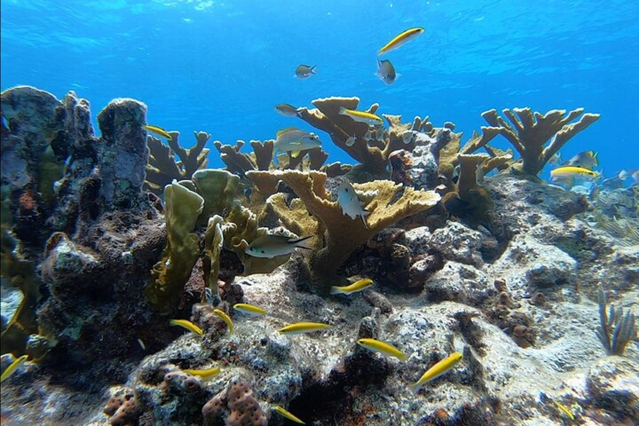Key Largo Shallow Scuba Diving Trip - Image 4
