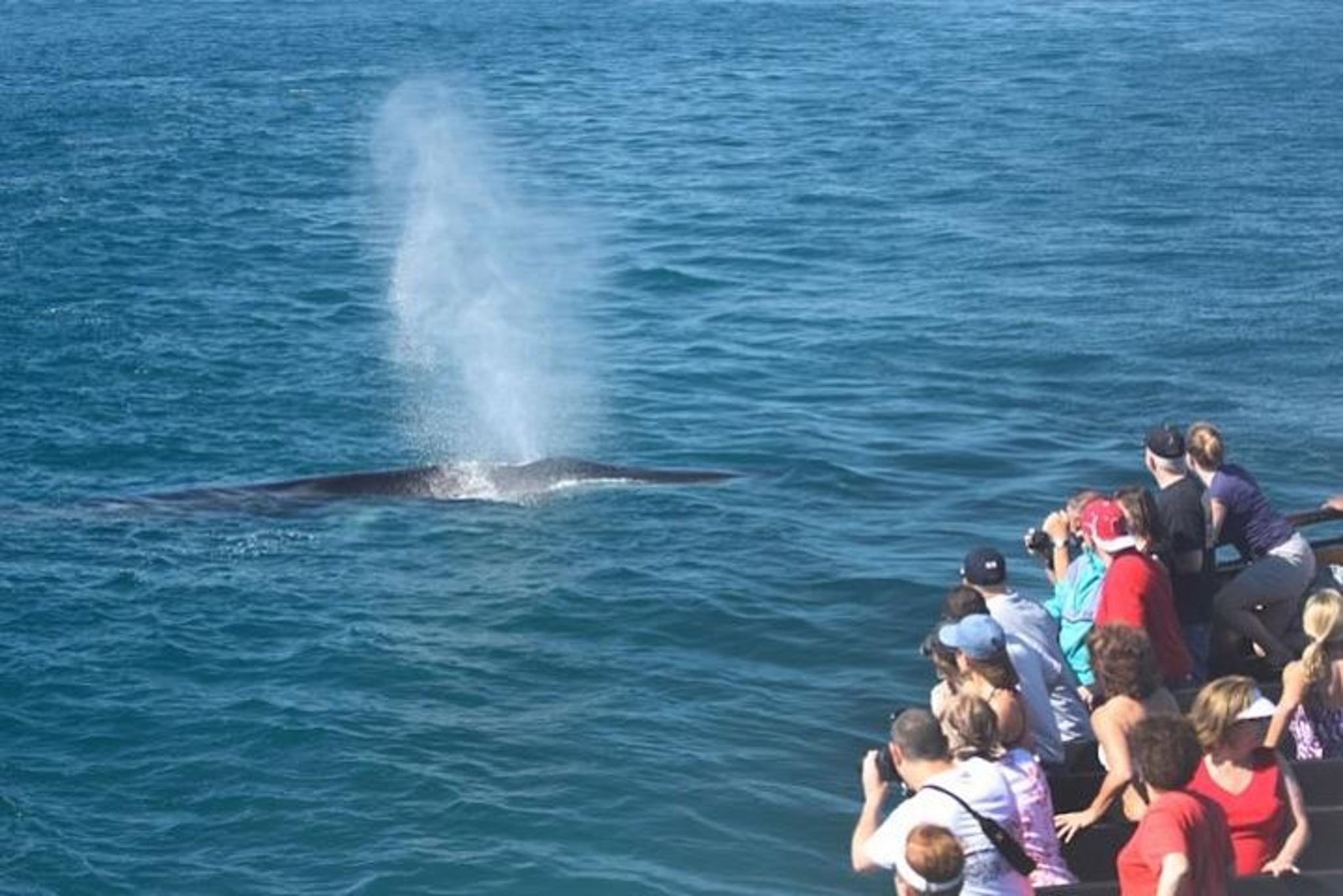 Newport Beach Whale Watching Cruise - Image 2