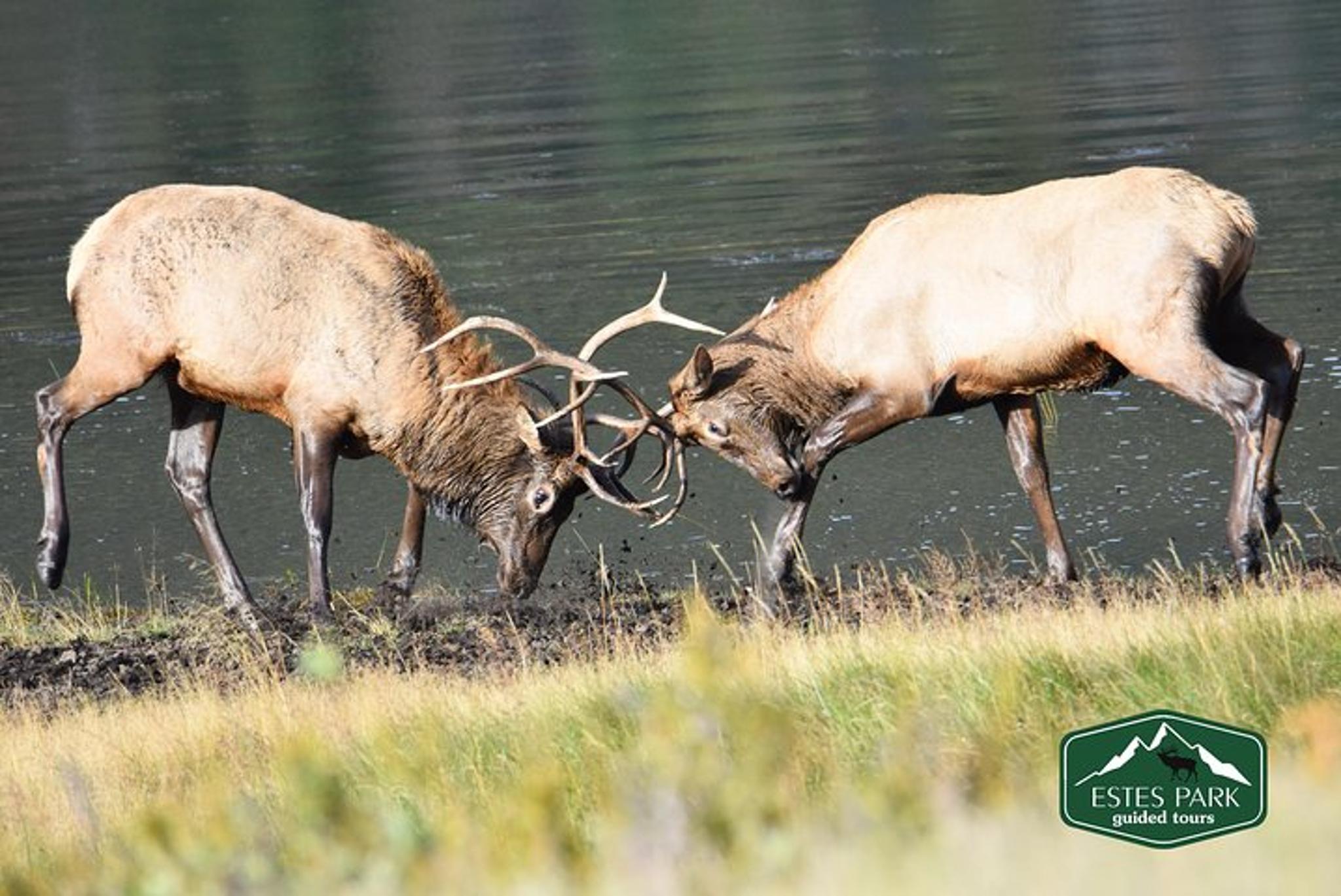 Rocky Mountain National Park Lower Valley Tour - Image 6