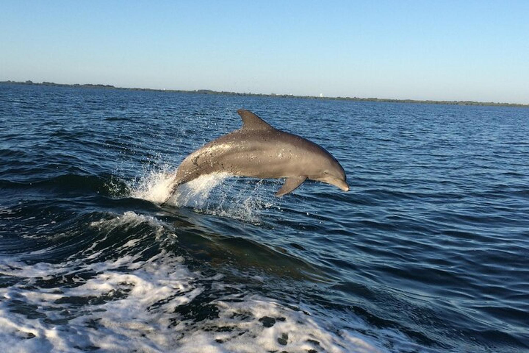 John's Pass Dolphin Watching Eco Tour