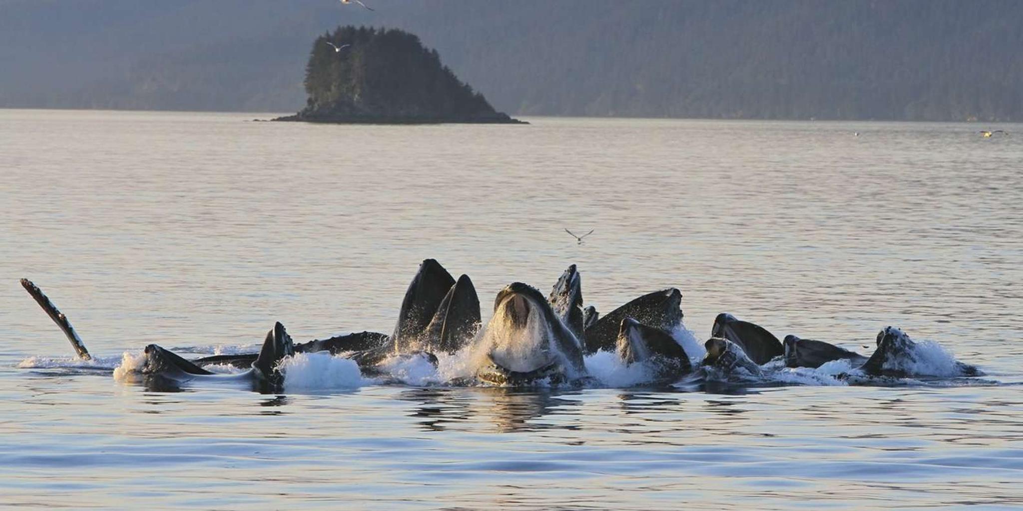 Juneau Whale Watching and Mendenhall Glacier Tour - Image 3