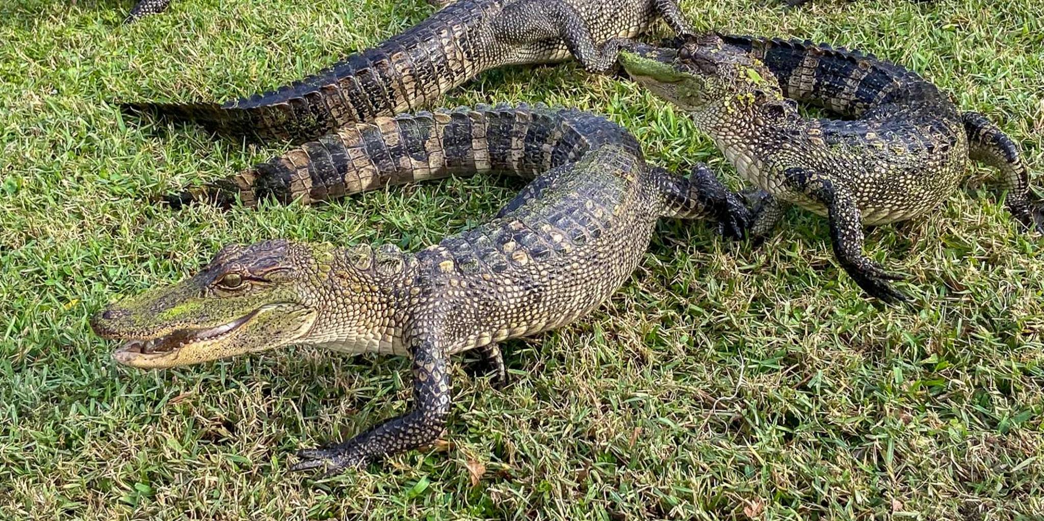 New Orleans Manchac Bayou Swamp Cruise - Image 4