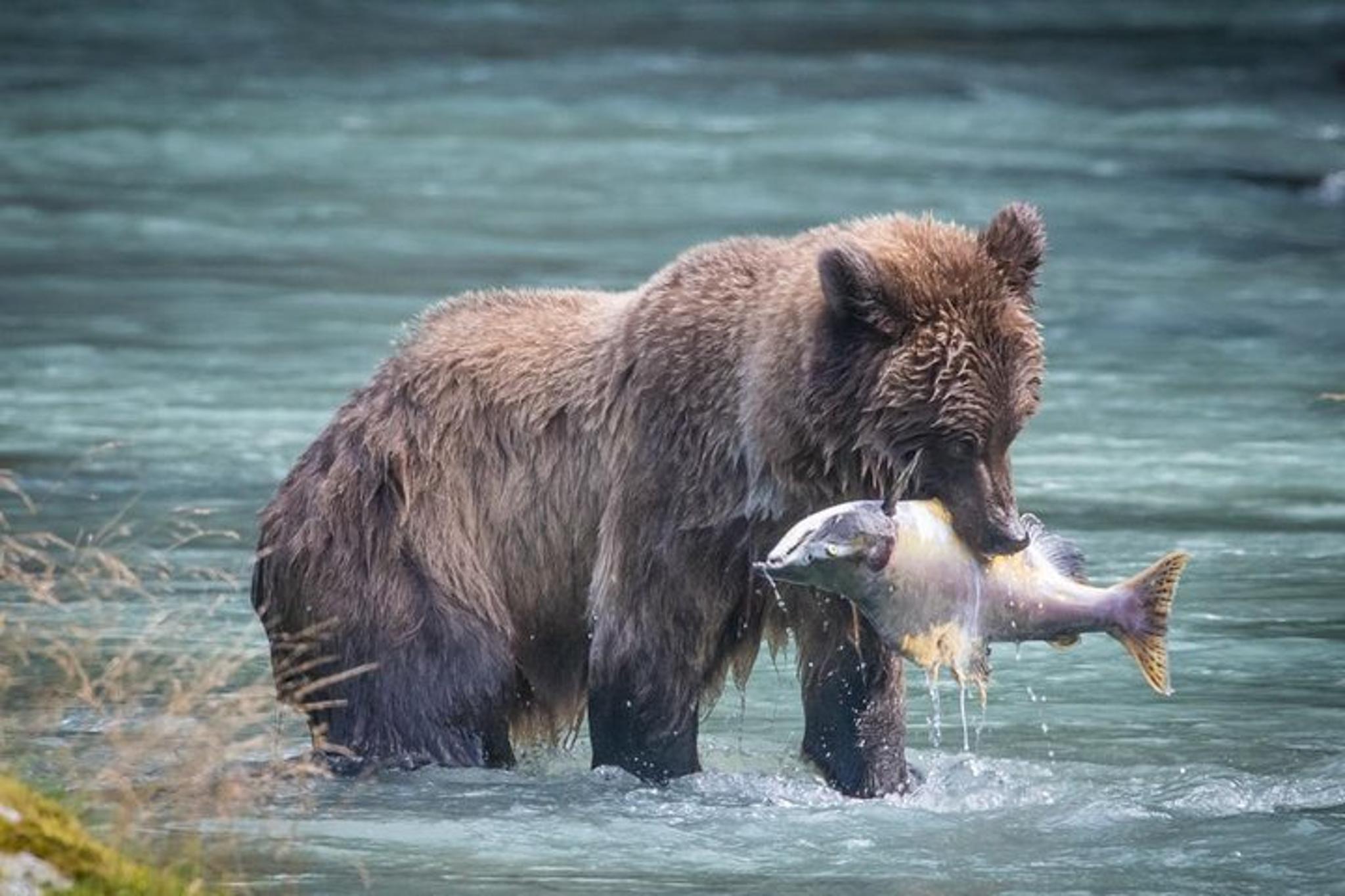 Haines Nature and Photography Tour