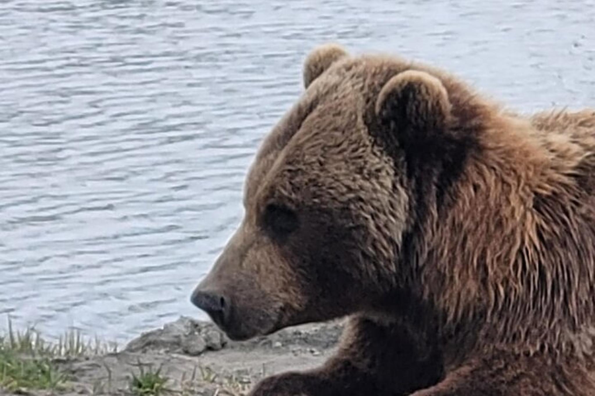 Anchorage Alaska Wildlife Conservation Center Tour - Image 5