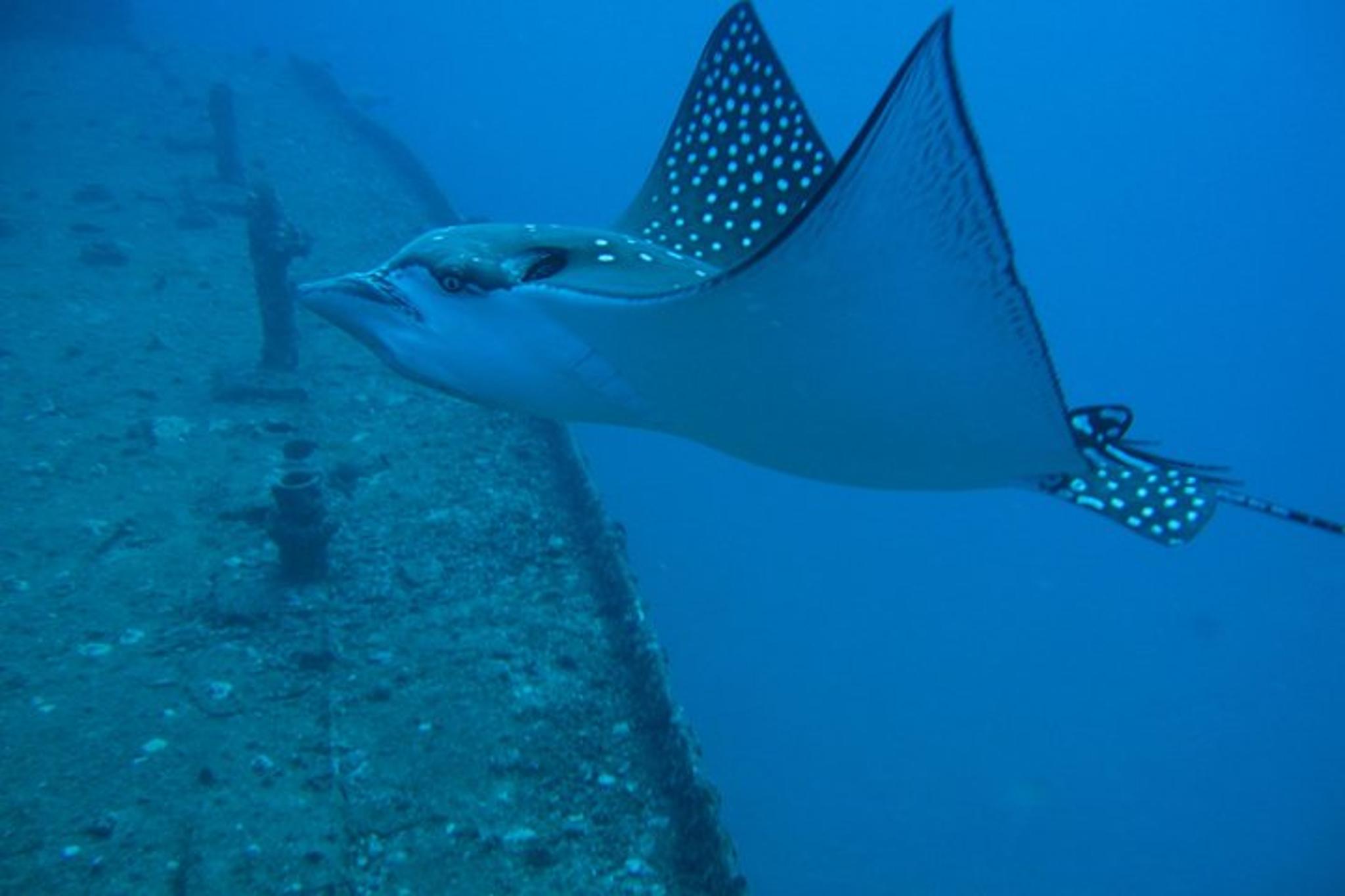 Waikiki SCUBA Diving Wreck Tour - Certified Divers - Image 5