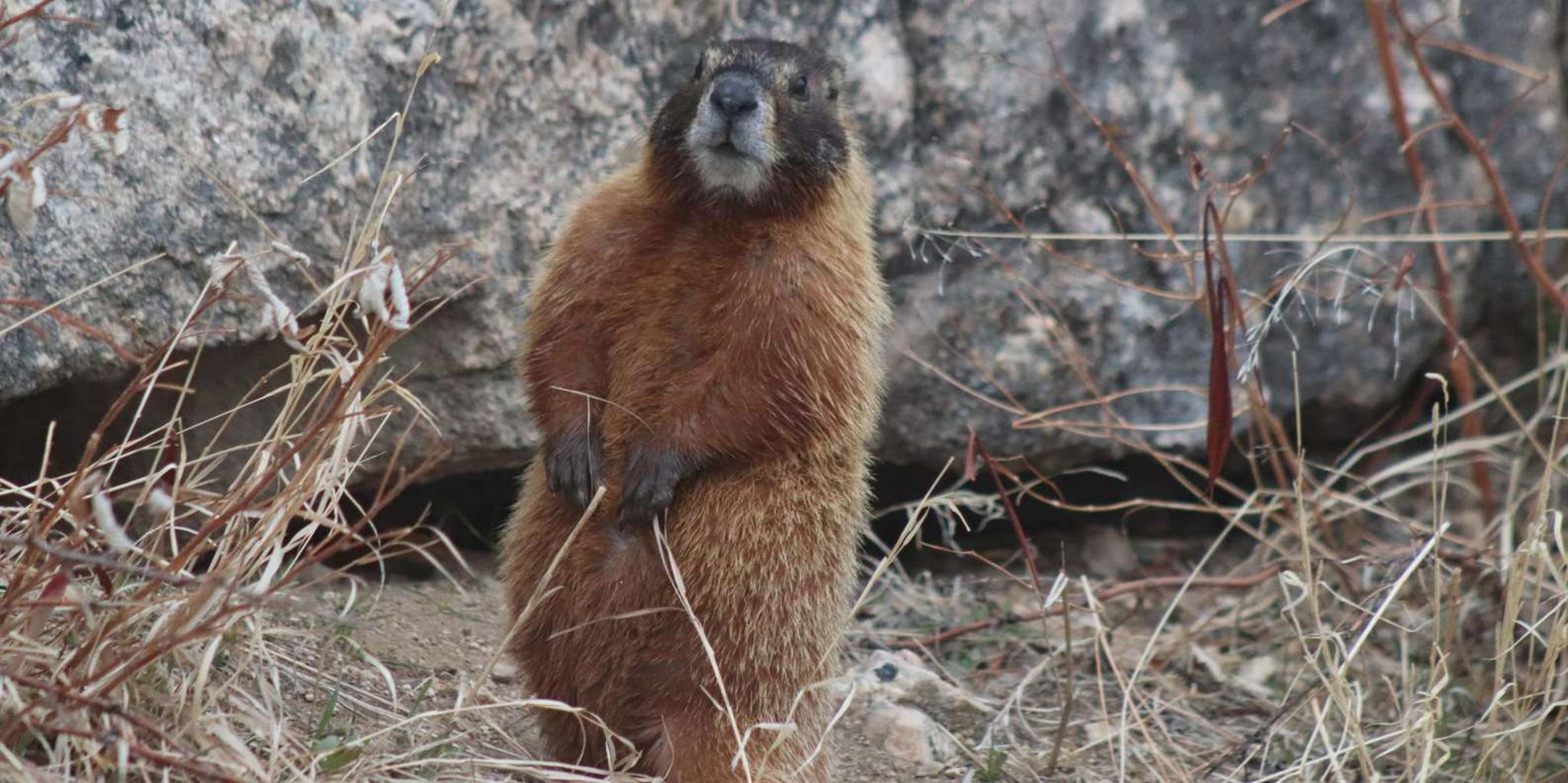 Rapid City Black Hills Parks and Monuments Tour - Image 5
